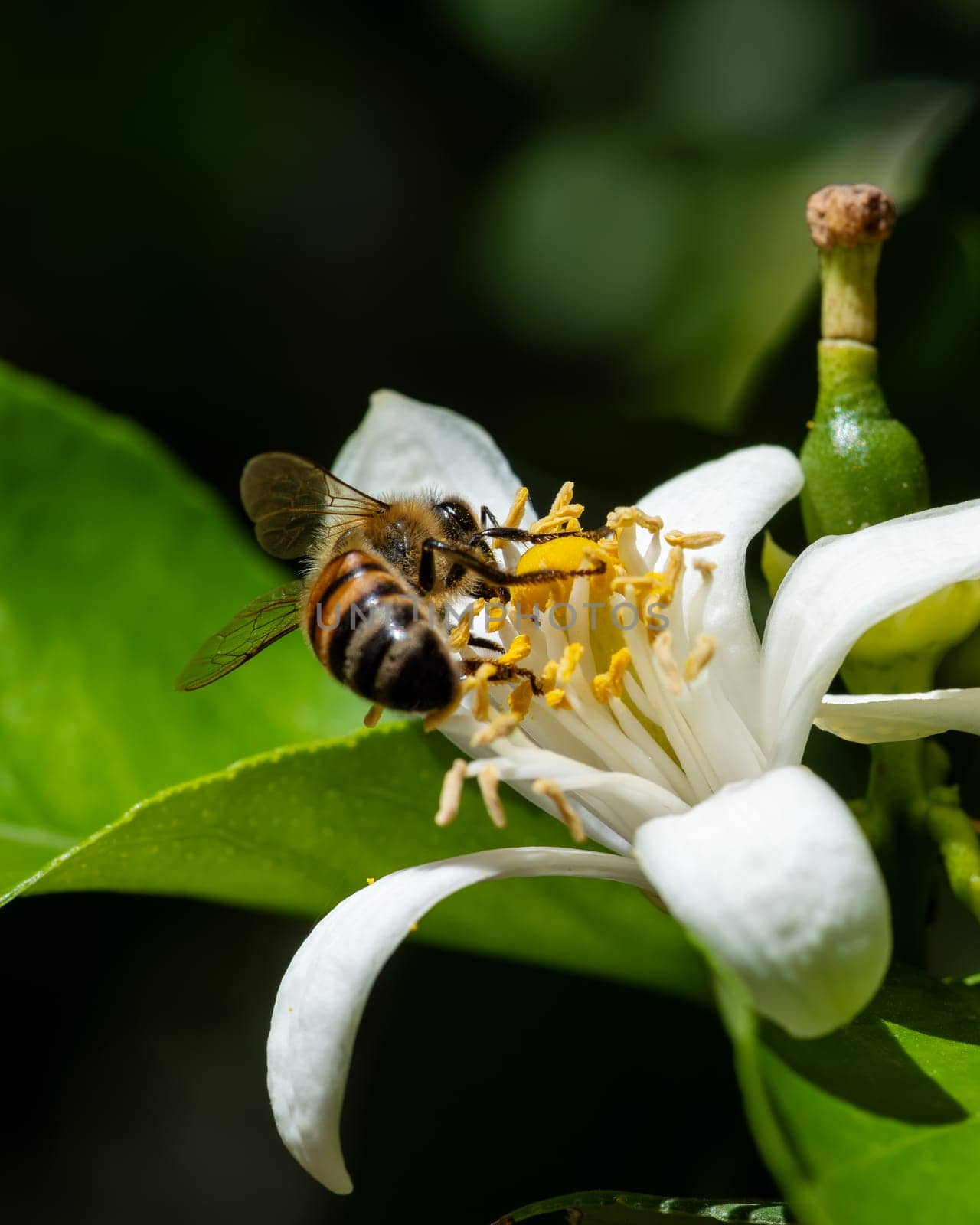 Close-up of a bee collecting pollen from white lemon blossoms in spring. Biological agriculture. Environmental protection and biodiversity.