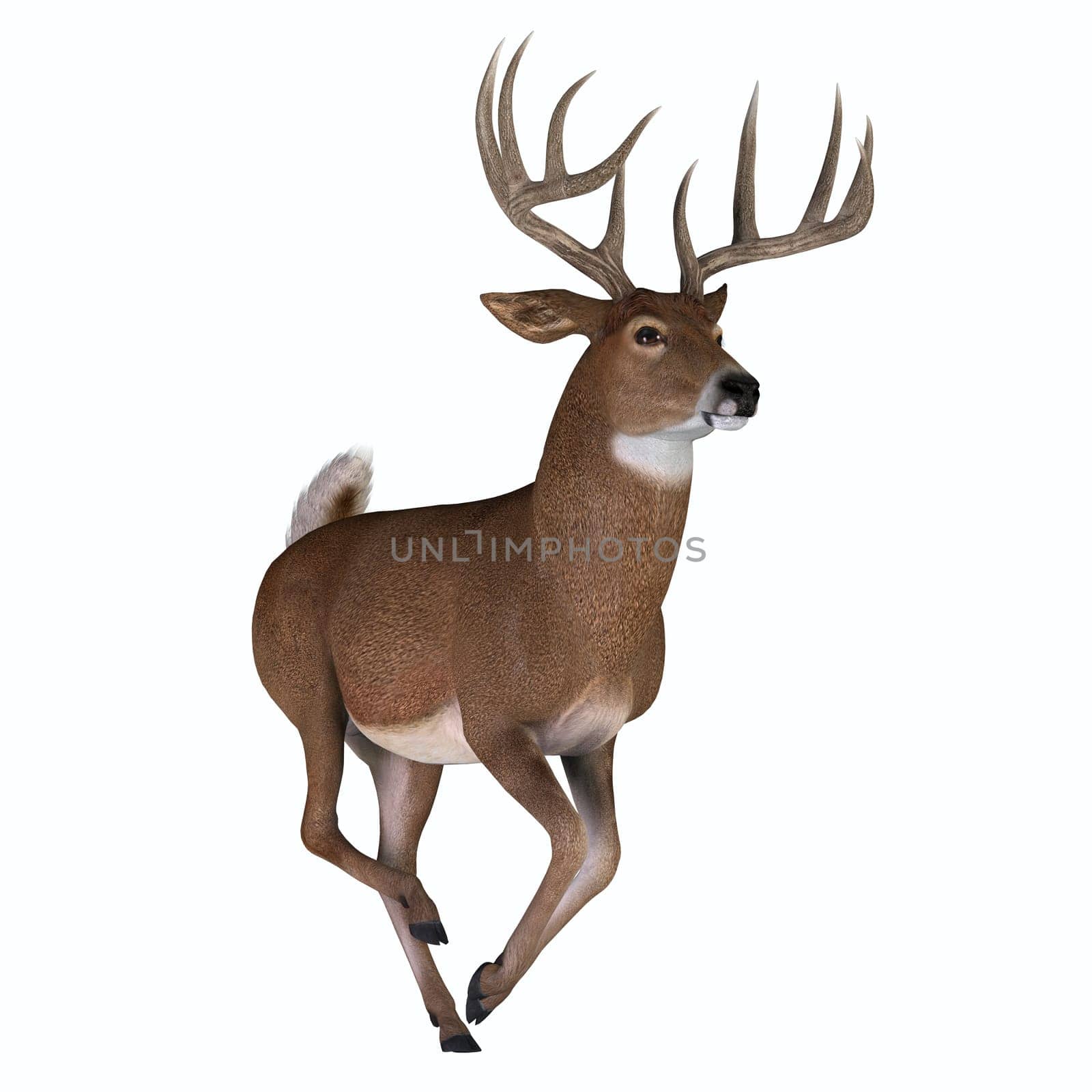 The herbivorous White-tailed deer lives in North and South America and is an abundant species.
