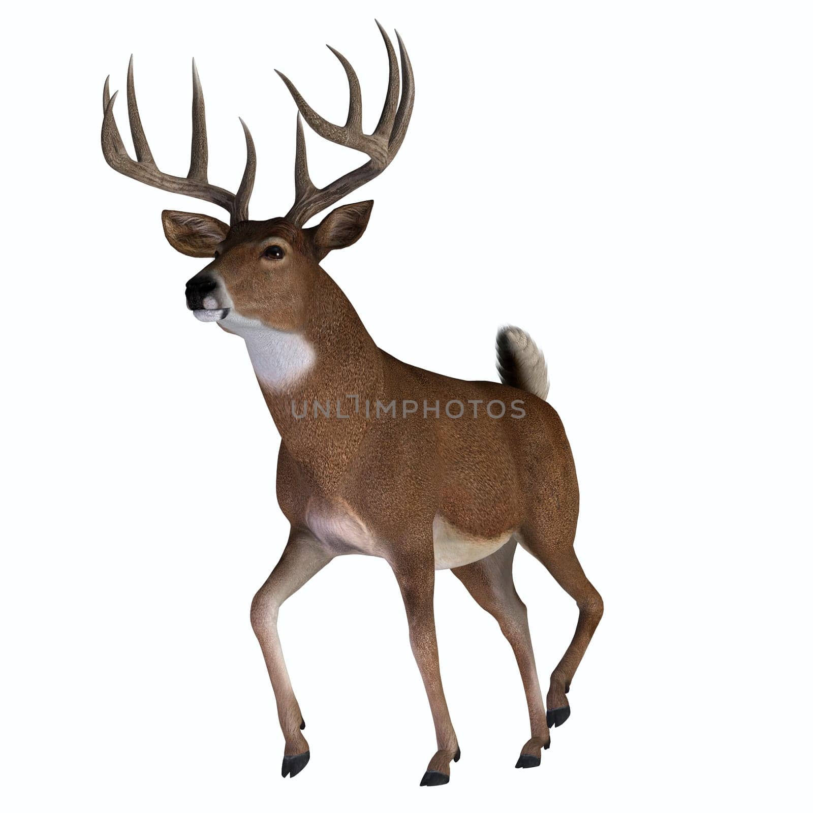 The herbivorous White-tailed deer lives in North and South America and is an abundant species.