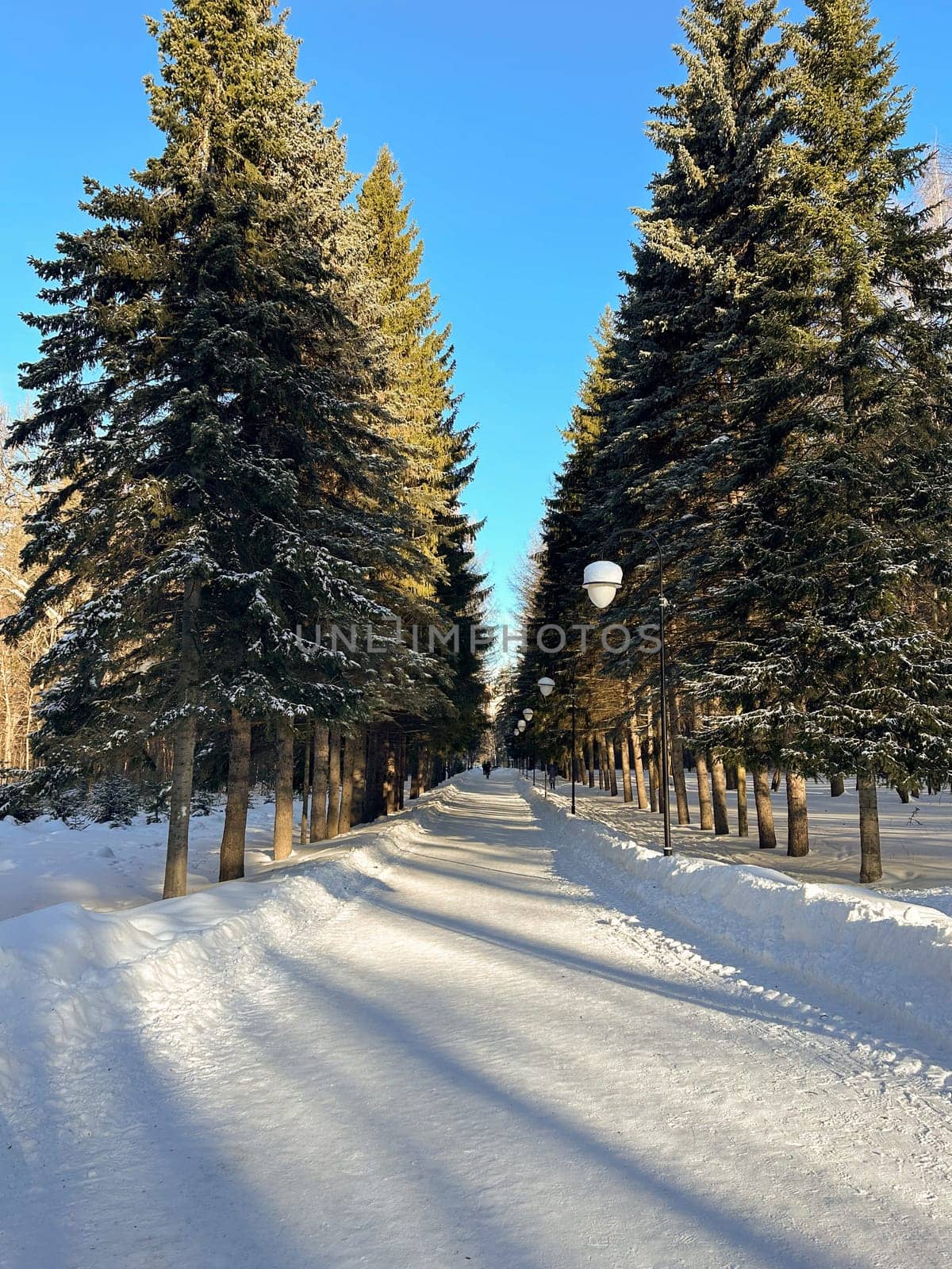 Snow covered park road with snow covered bare trees, after a snowfall. Winter in urban city parkland. Winter season and north cold country concept.