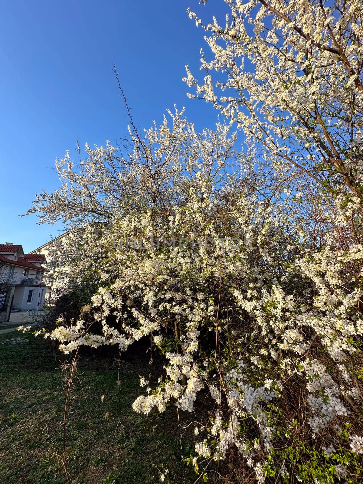 Blossoming branches against a clear blue sky. Delicate white flowers reach upwards celebrating the arrival of spring and the beauty of nature.