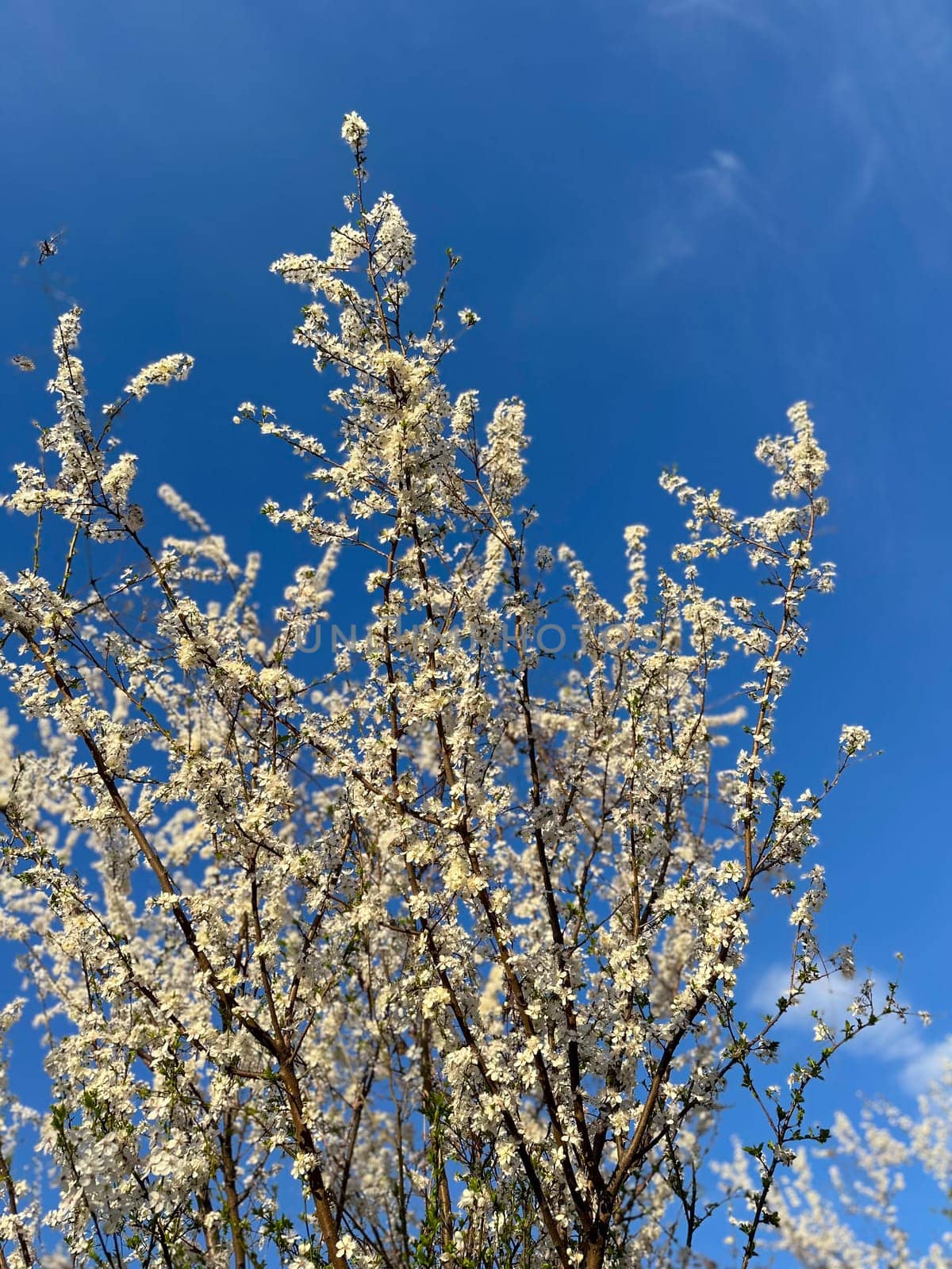 Blossoming branches against a clear blue sky. Delicate white flowers reach upwards celebrating the arrival of spring and the beauty of nature.
