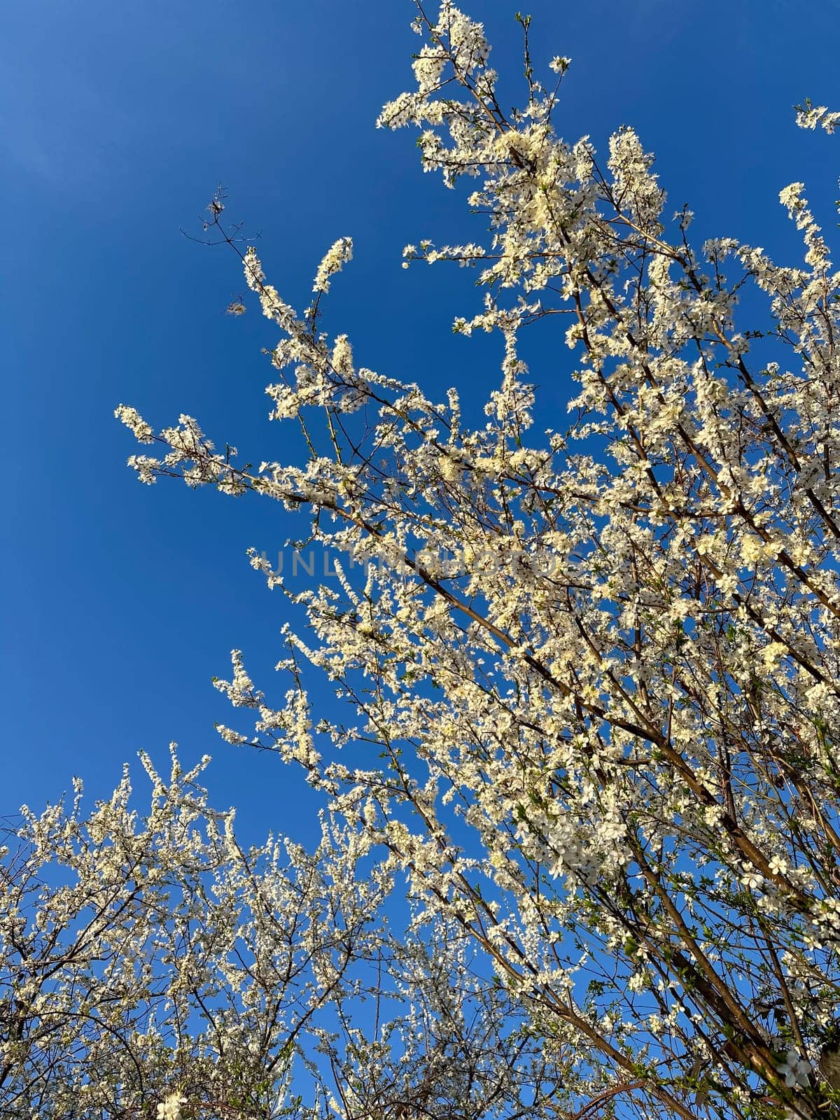 Blossoming branches against a clear blue sky. Delicate white flowers reach upwards celebrating the arrival of spring and the beauty of nature.