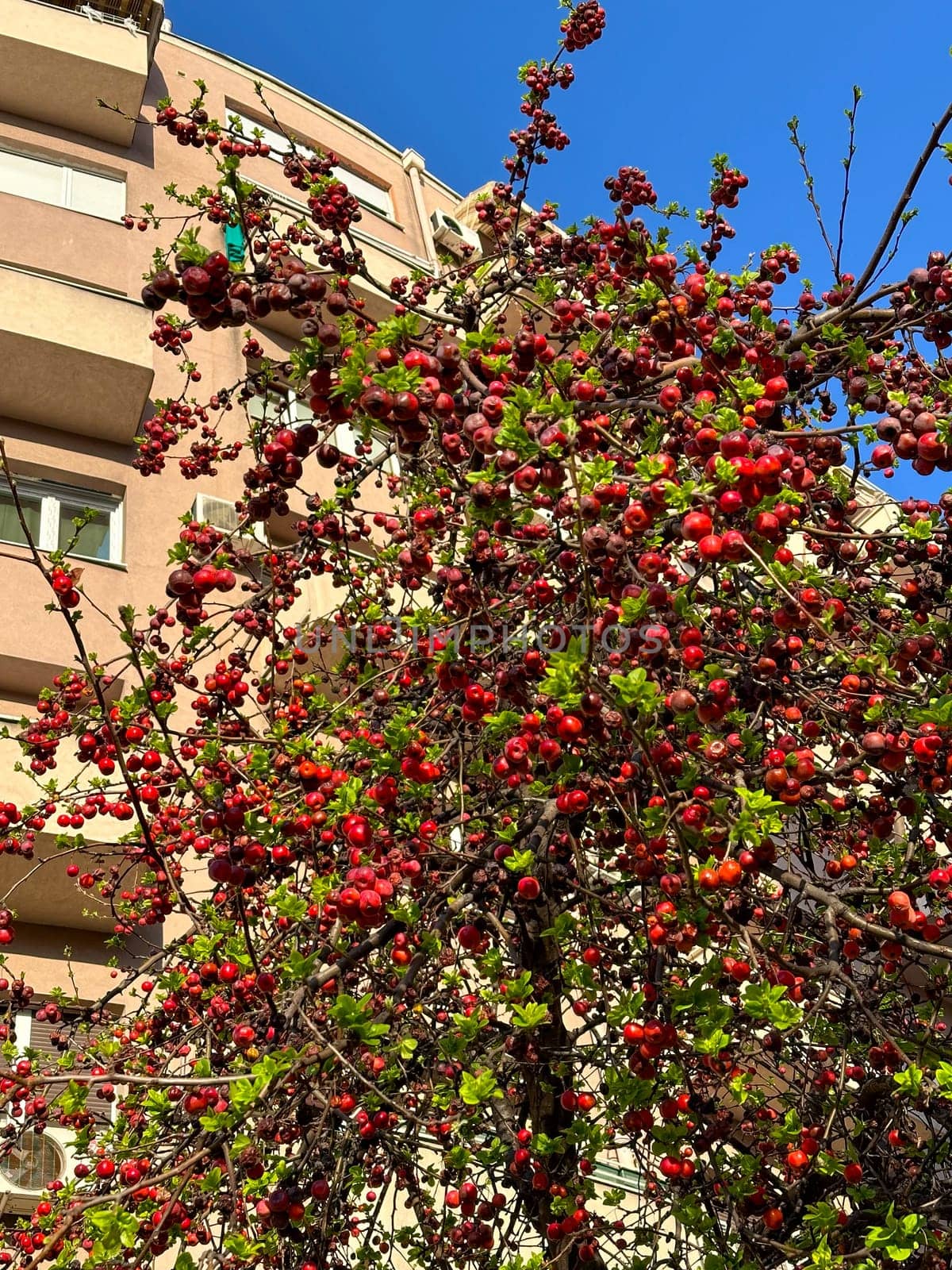 tree bursting with red berries stands in contrast to a beige urban building under a clear blue sky. the bright colors and dynamic composition create a lively scene embodying nature's resilience in the city.