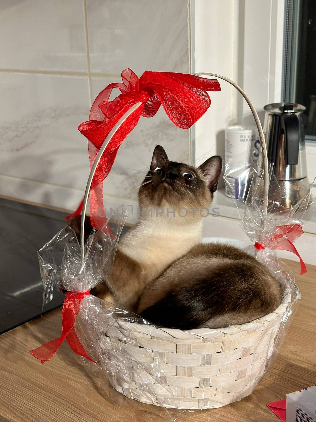 Curious siamese cat sits comfortably inside a decorative white basket, adorned with a large red ribbon, and gazes upward with interest. Purebred pet concept.