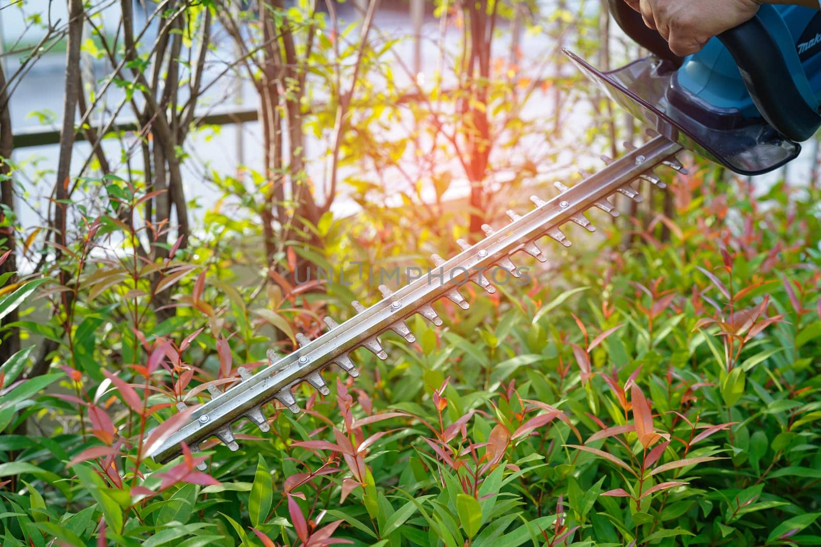 Gardener trimming bush by electric hedge clippers in garden. Hobby at home.