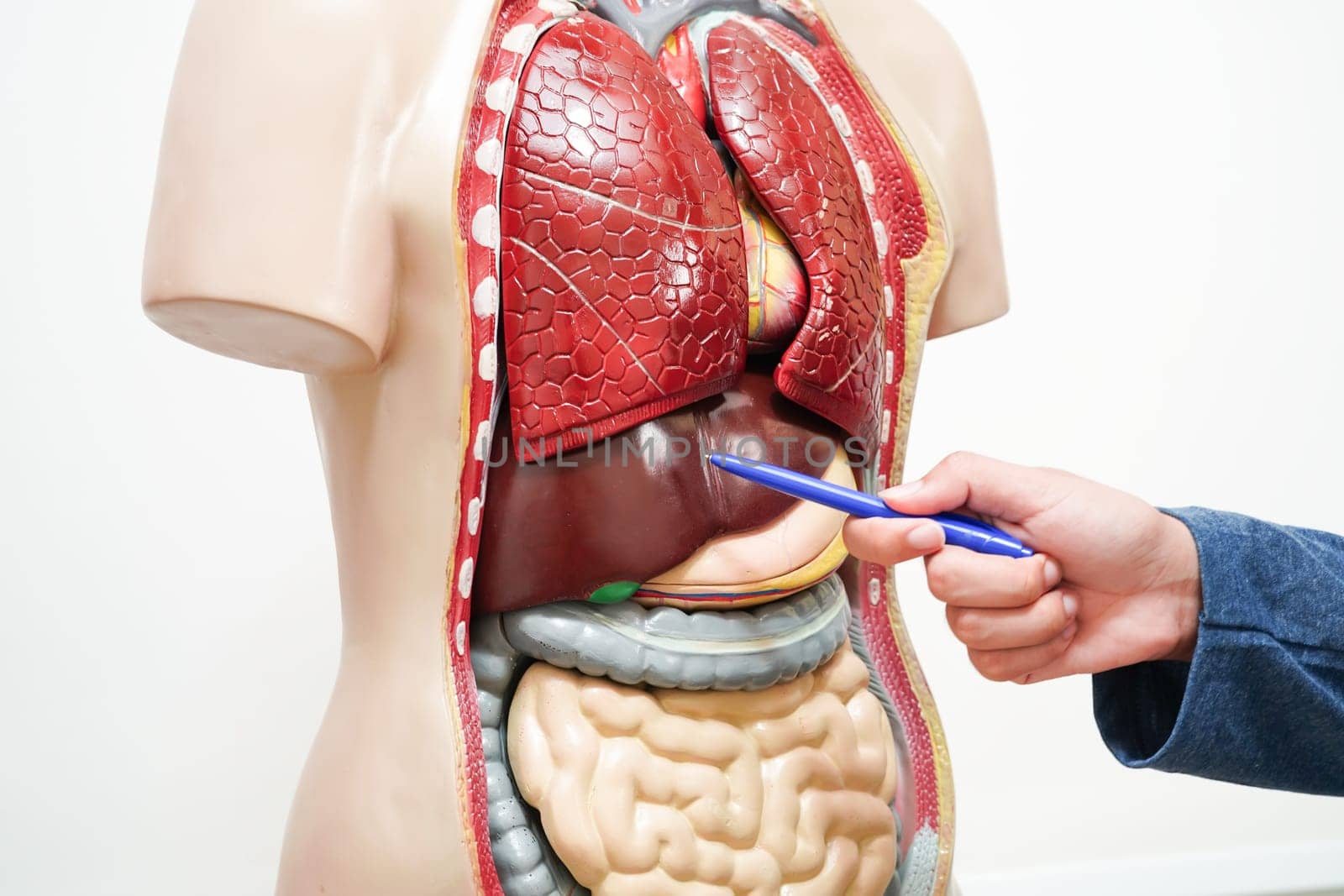 Asian student learning with human body model in anatomy biology in classroom at high school.