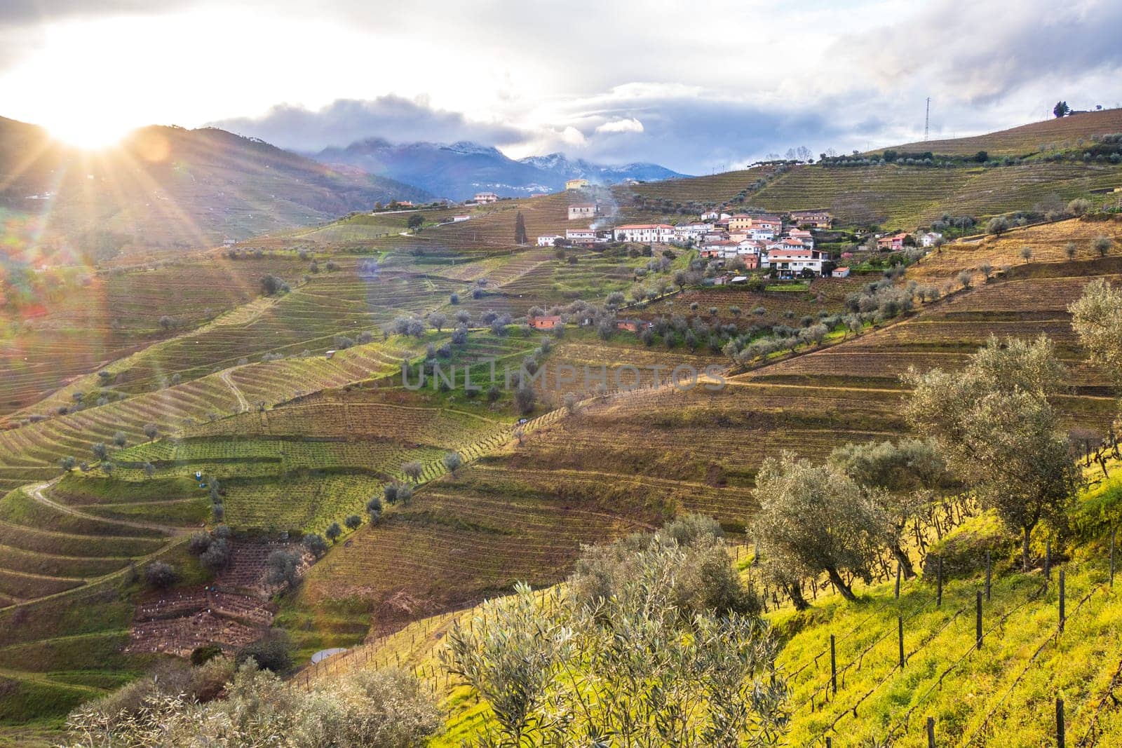 View of the Douro valley with the terraced vineyards and olive trees. Photographed in spring, Portugal