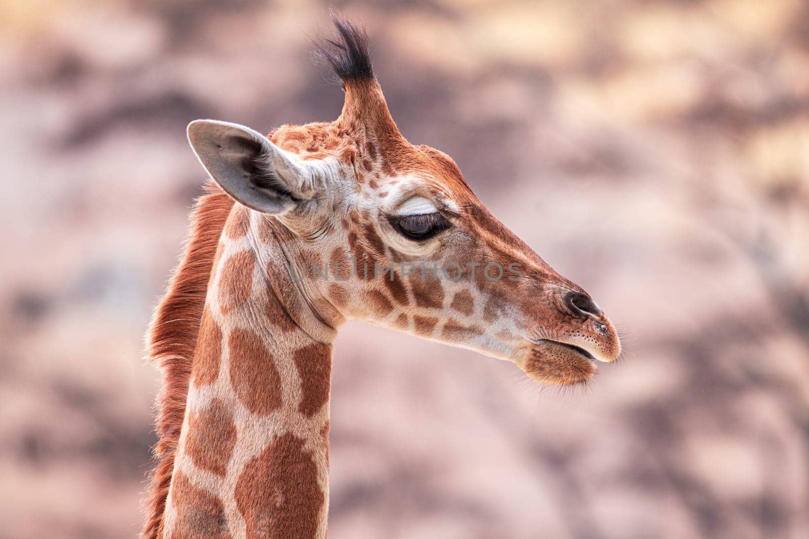 Baby giraffe against blurry trees. Photography taken in France in zoo