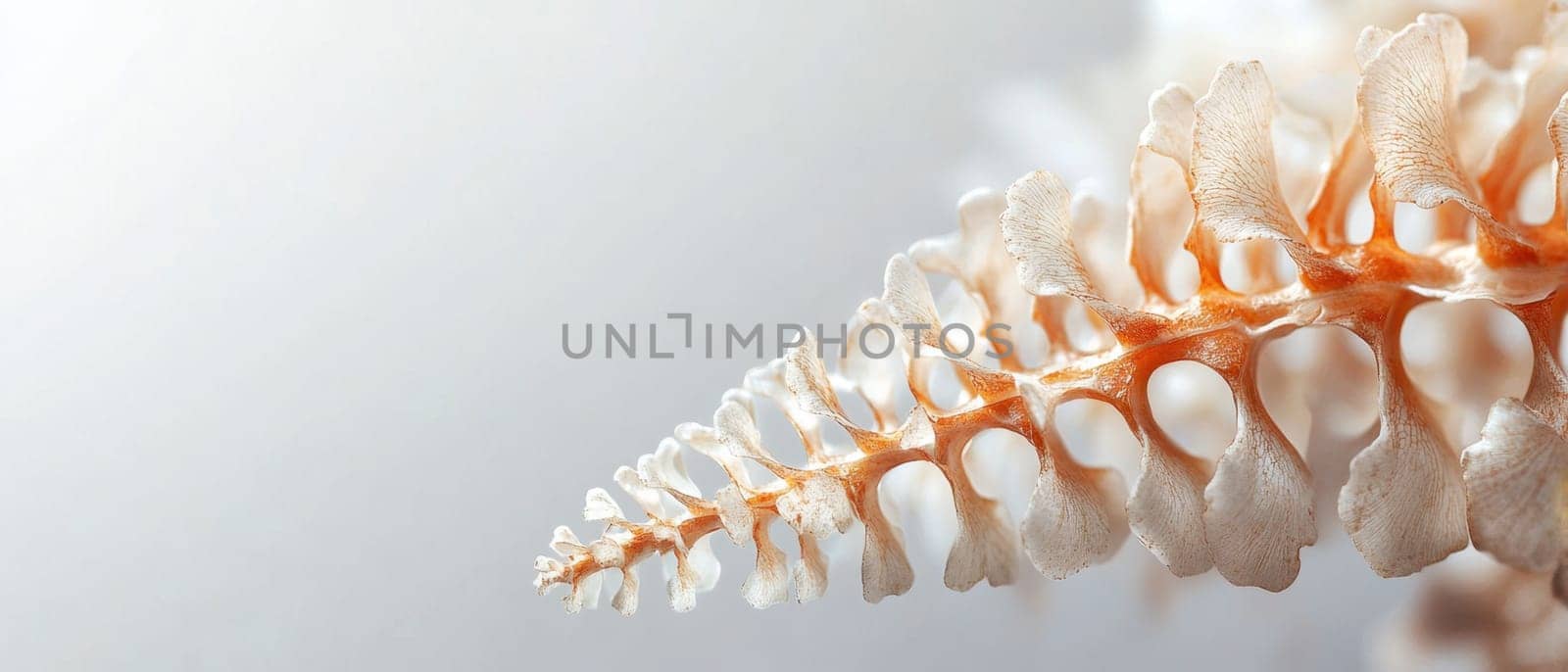 A detailed close up showcases a stunning seashell with intricate patterns and textures highlighting its natural beauty and unique shape.