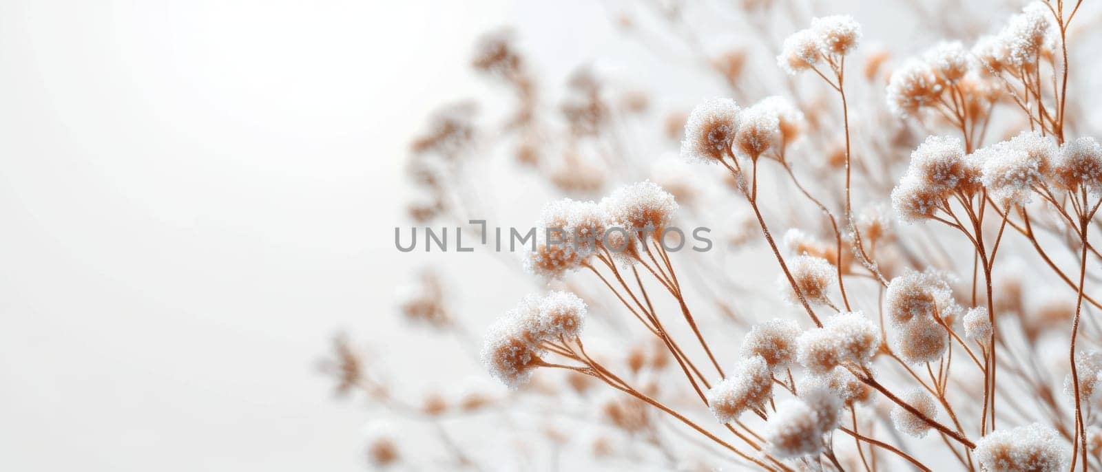 A cluster of delicate flowers basking in the winter light adorned with a soft layer of freshly fallen snow creating a serene atmosphere.