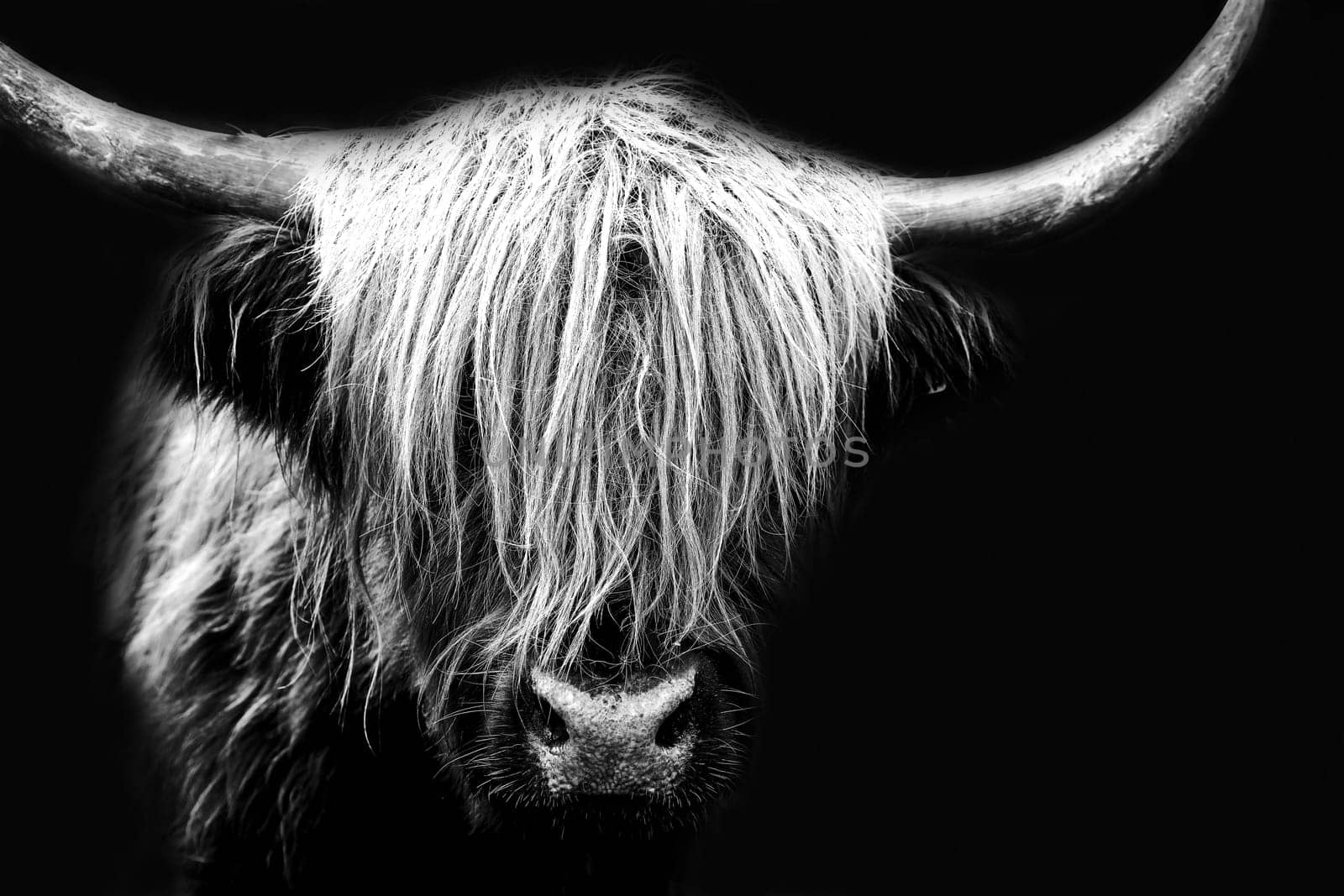 A Scottish Highland cow in black and white with a black background