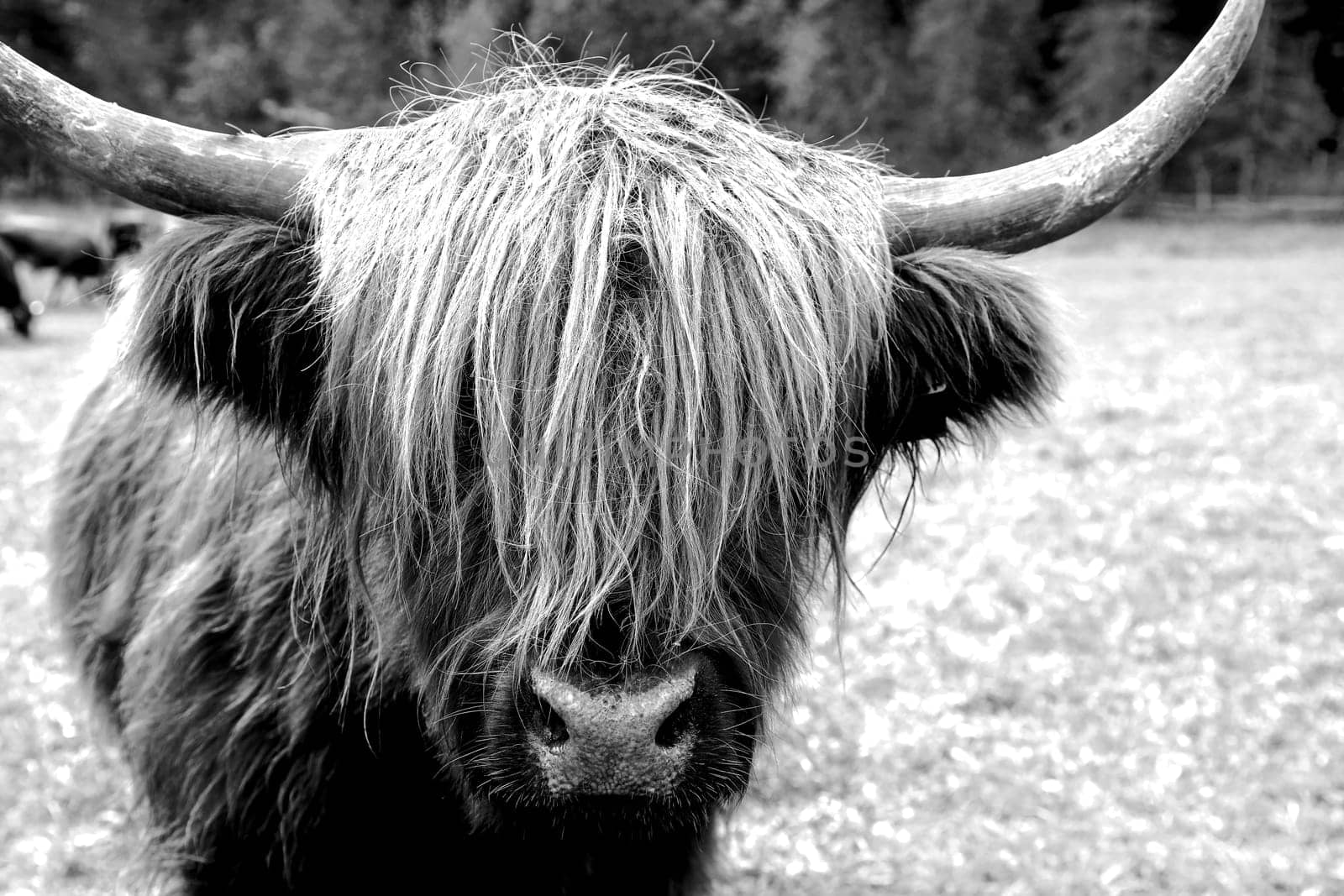 A Scottish Highland cattle in winter on the pasture in black and white