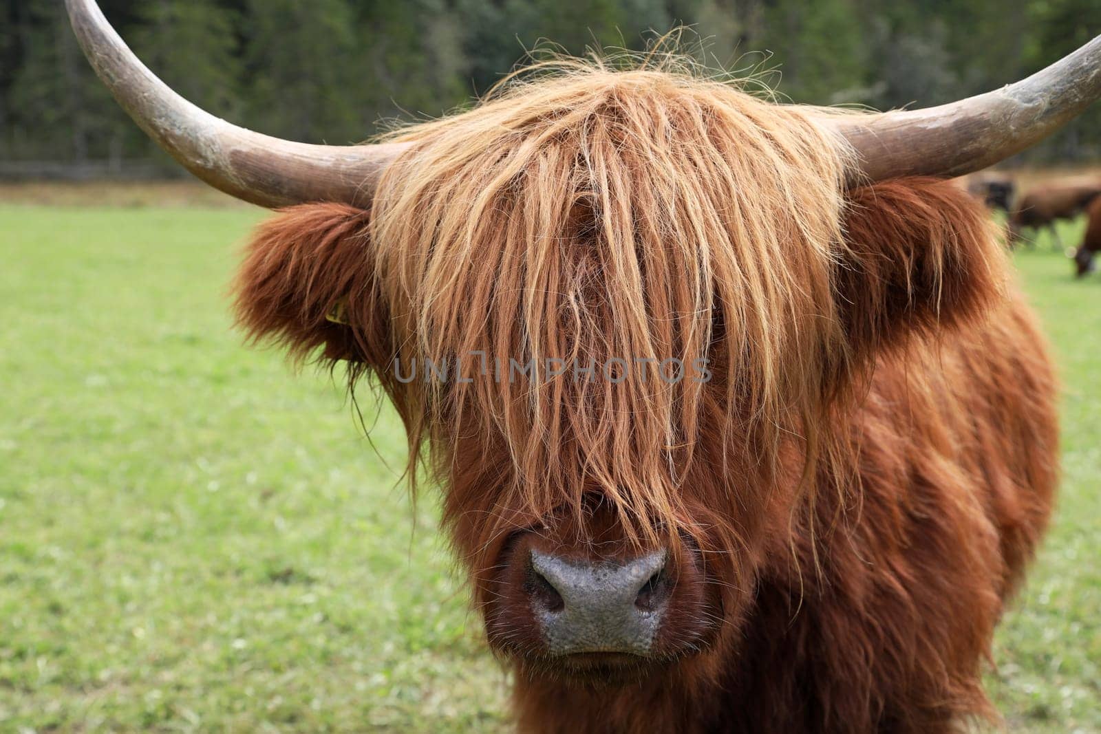 The head of a red Scottish Highland cow