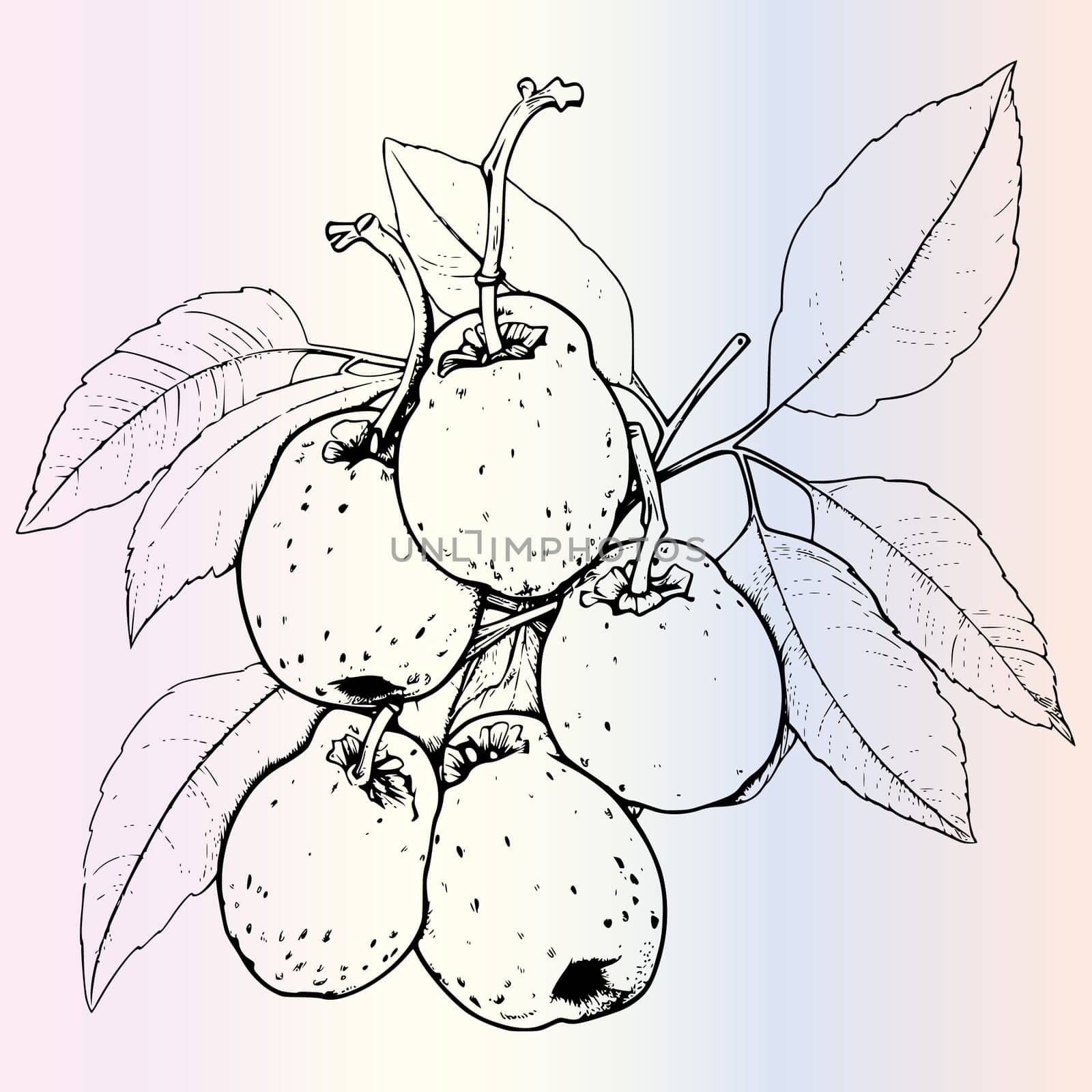 Fruit Ximenia Coloring Page For Kids