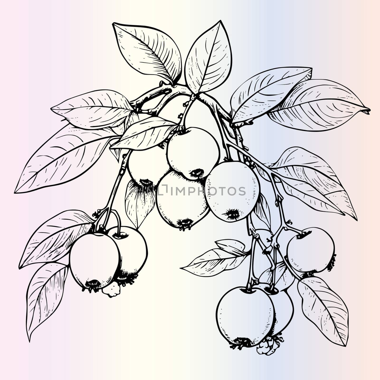 Fruit Ximenia Coloring Page For Kids