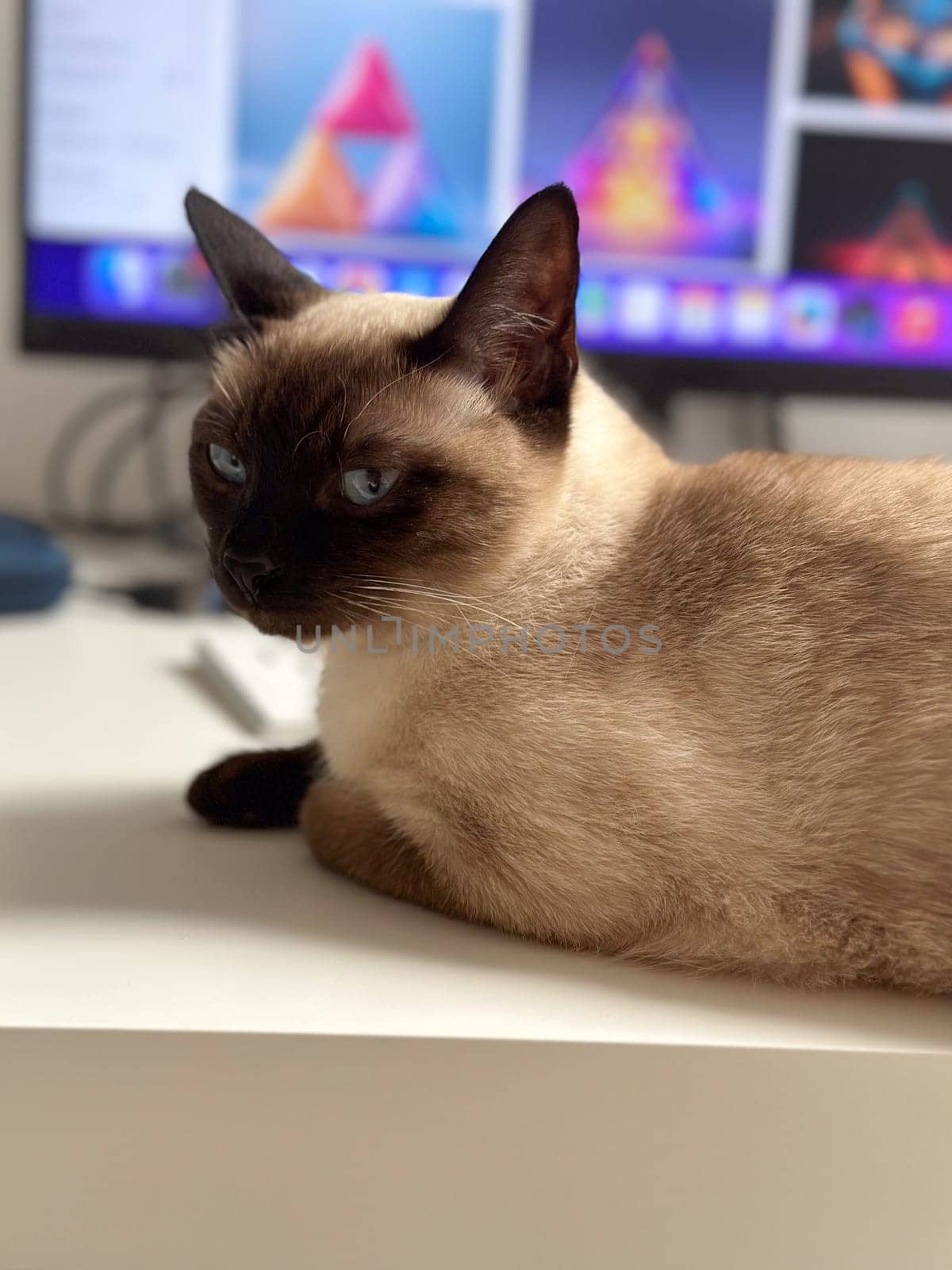 Curious funny siamese cat at home. Pet and relaxation, comfort and cozy concept.