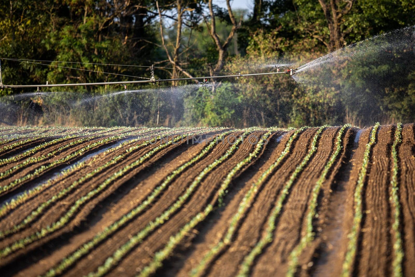 Sprinkler spraying water on a vegetable field