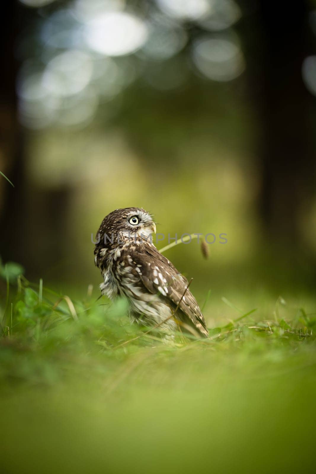 Little owl (Athene noctua) lounging in the grass