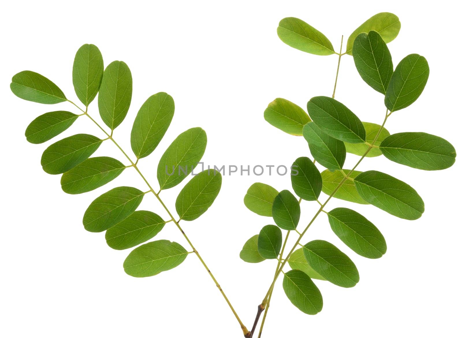 Acacia branch with green leaves on isolated background