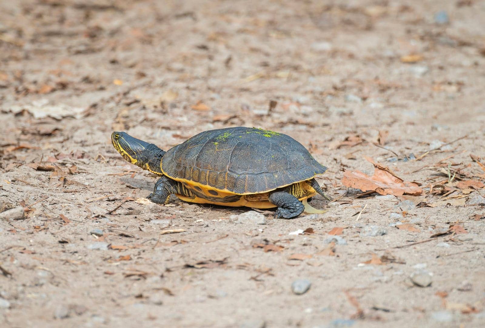 Eastern Chicken Turtle on a Coastal Trail in the Ernest F.Hollings ACE Basin National Wildlife Refuge in South Carolina