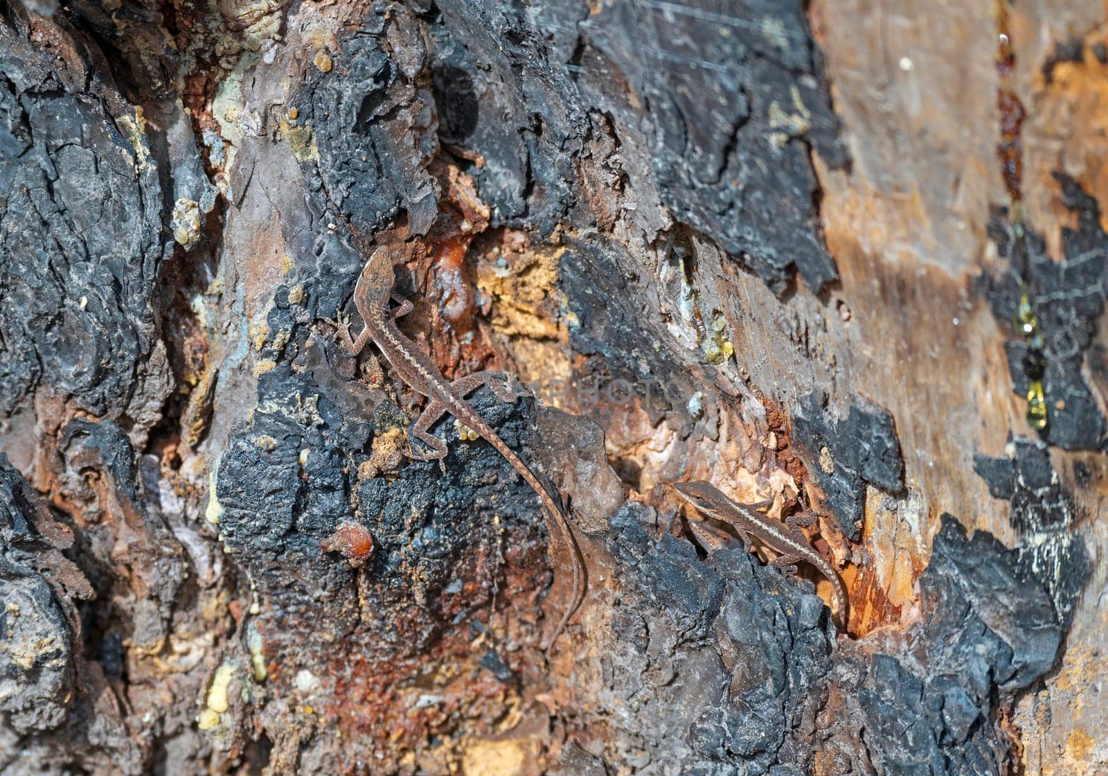 Brown Anole Lizard Living in a Dead Tree in the Ernest F.Hollings ACE Basin National Wildlife Refuge in South Carolina