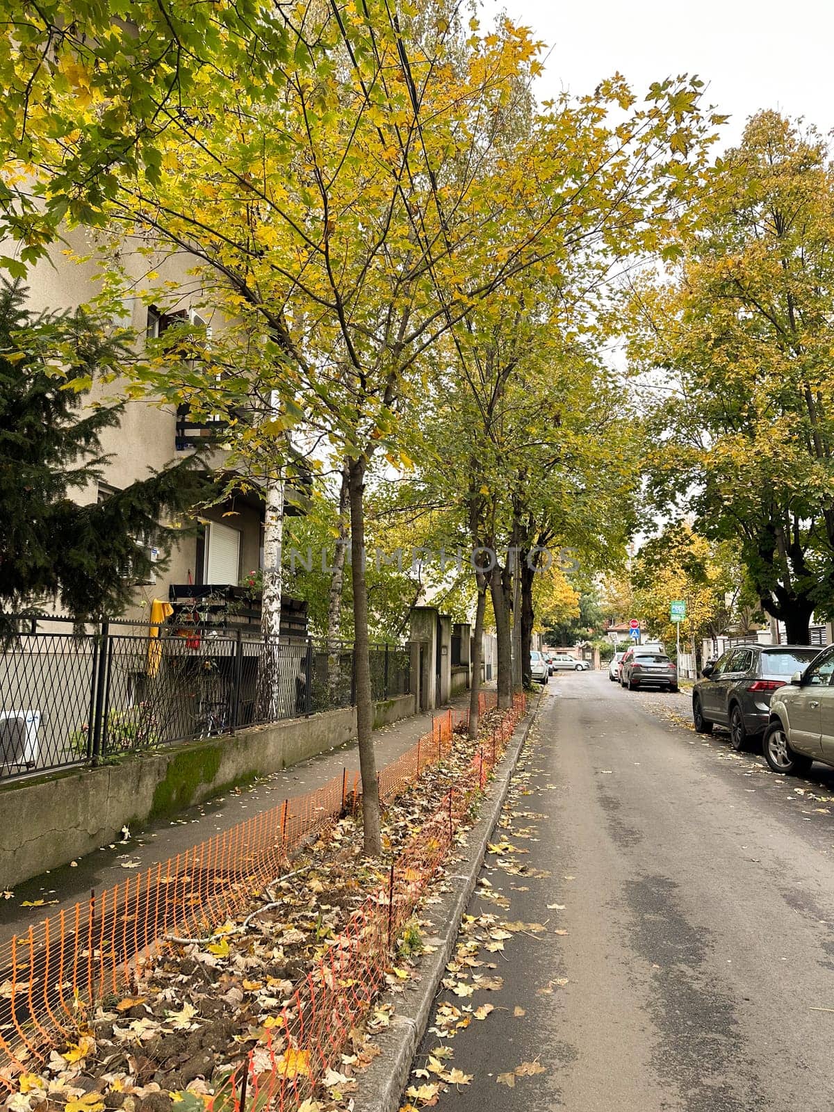 Serene autumn street scene. Fall season. Trees are adorned with golden leaves, creating a tranquil and picturesque setting.