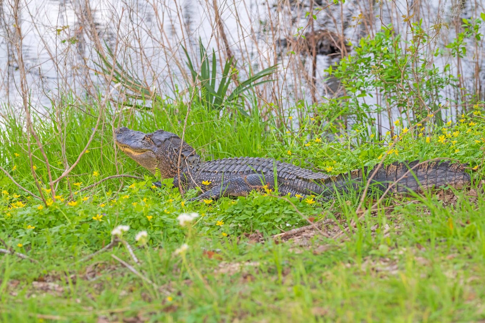 Alligator Hiding in Grasses on Shore in Brazos Bend State Park in Texas