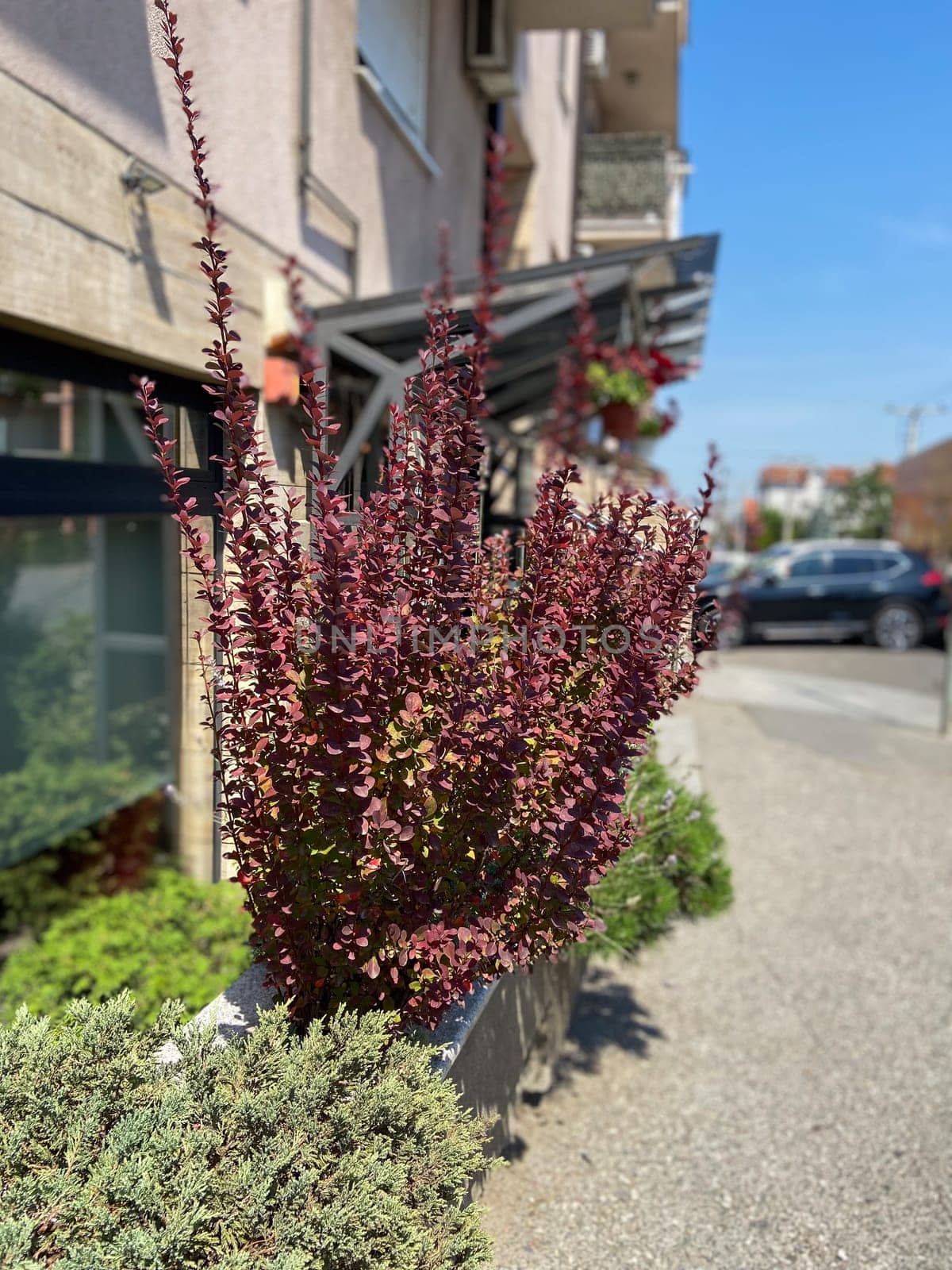 Lush red bushes growing in an urban sidewalk planter. Incorporation of greenery into city environments and the enhancement of urban aesthetics with vibrant plant life.