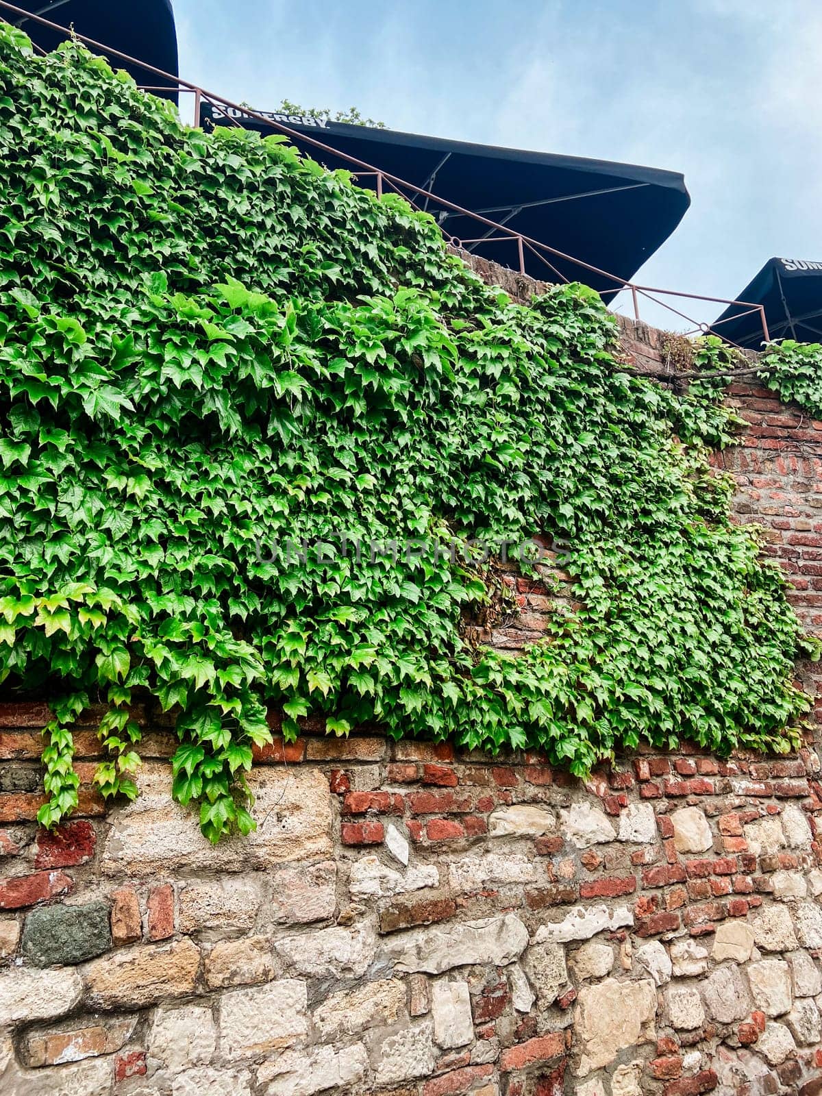 Stone pathway lined with ivy-covered walls leads to an old fortress under a soft, cloudy sky. the serene atmosphere captures a moment of timeless beauty and peaceful isolation in a historical setting.