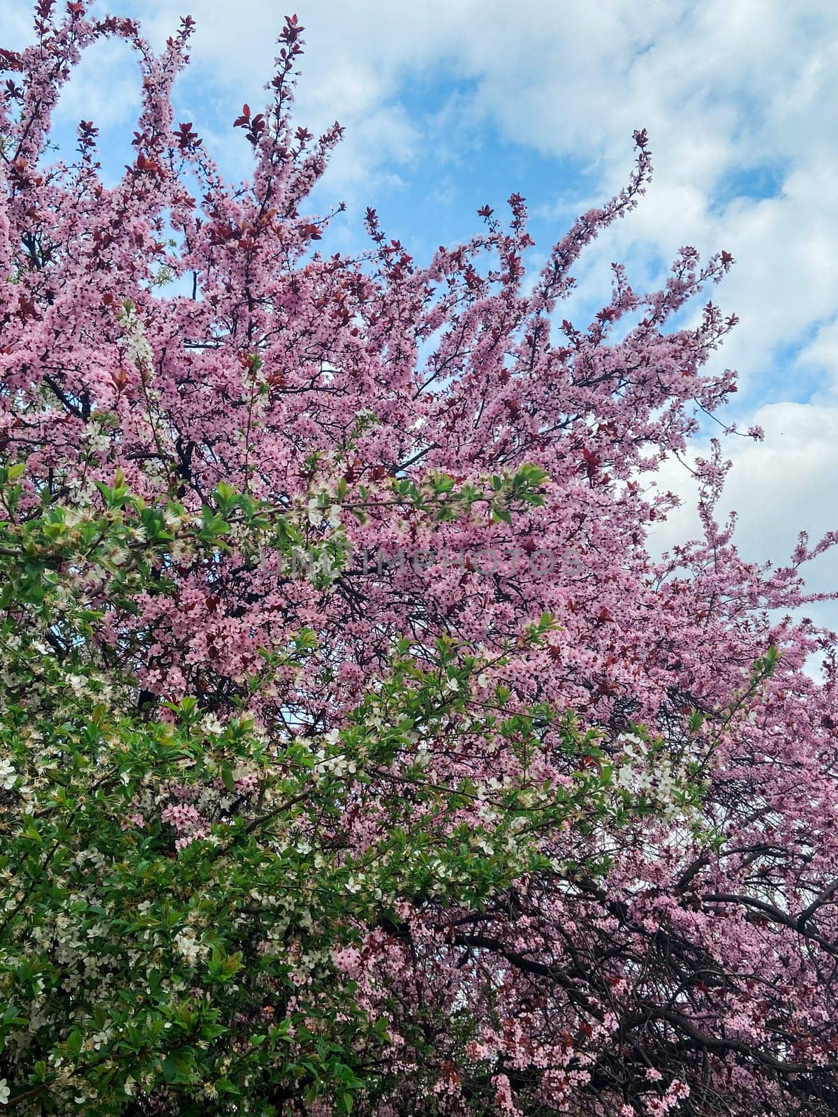 Blossoming branches with pink flowers against a clear blue sky. Delicate flowers reach upwards celebrating the arrival of spring and the beauty of nature.