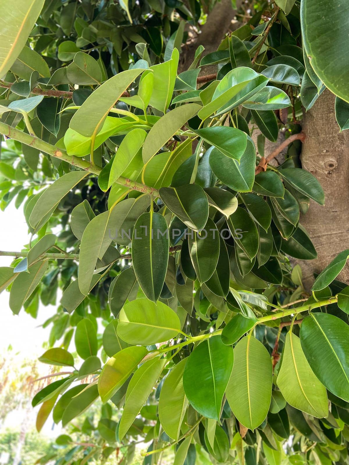Close-up view of lush green leaves on a vibrant tree branch in a natural outdoor setting, showcasing the beauty and detail of foliage. Essence of tranquility and the richness of the natural world.