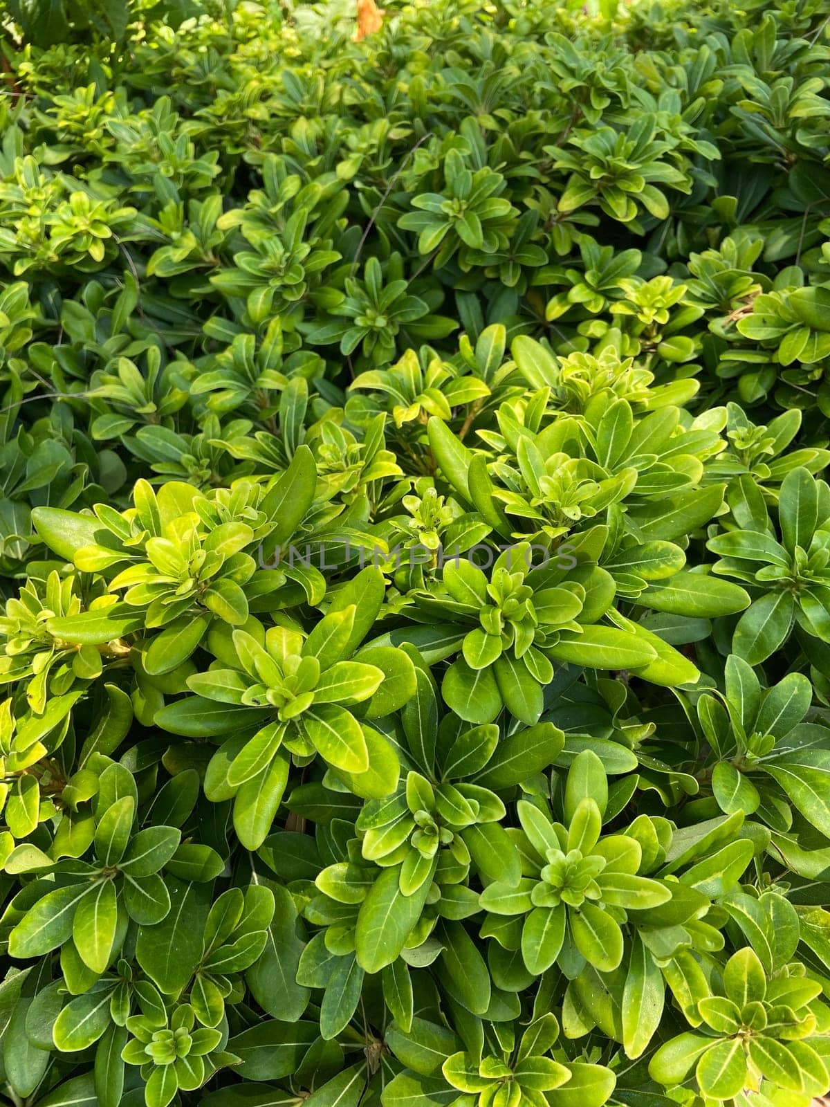 Lush green foliage basking in natural sunlight, vibrant vitality of nature greenery. Arrangement of glossy leaves, symbolizing growth and freshness.