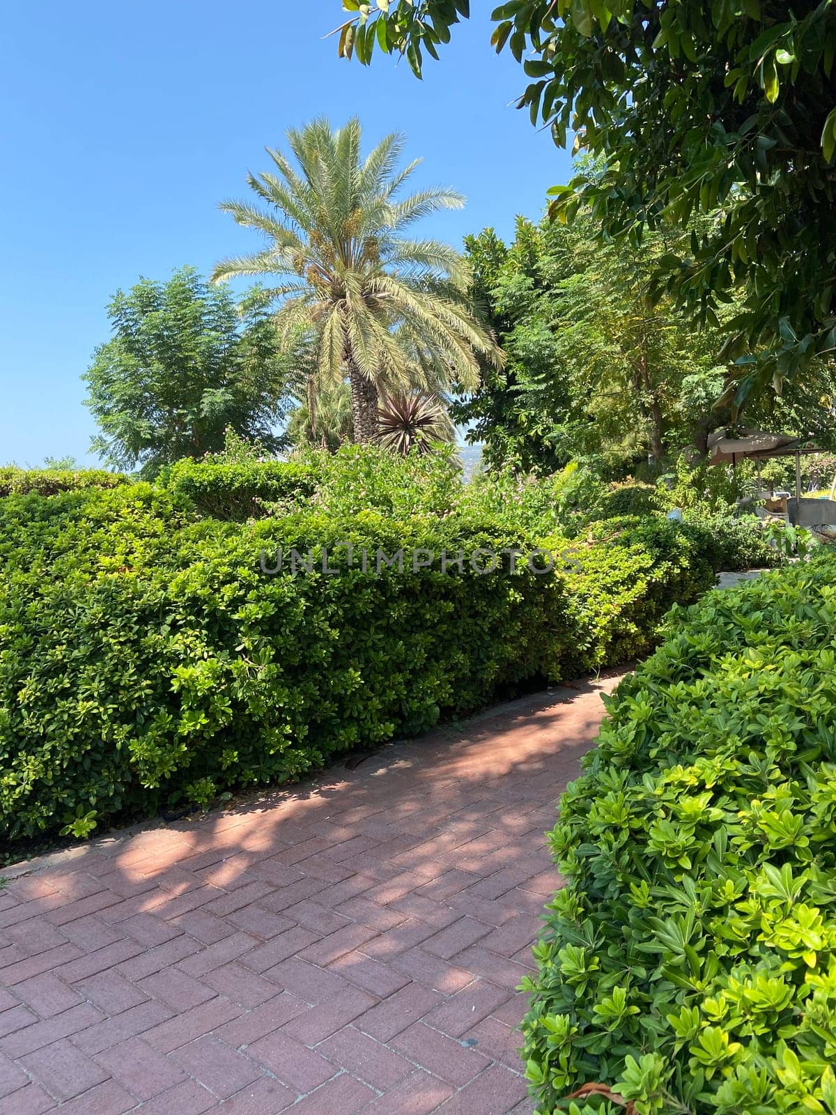 Green park scene featuring vibrant greenery and flowers under a clear blue sky. Setting invites relaxation and reflection in nature embrace.
