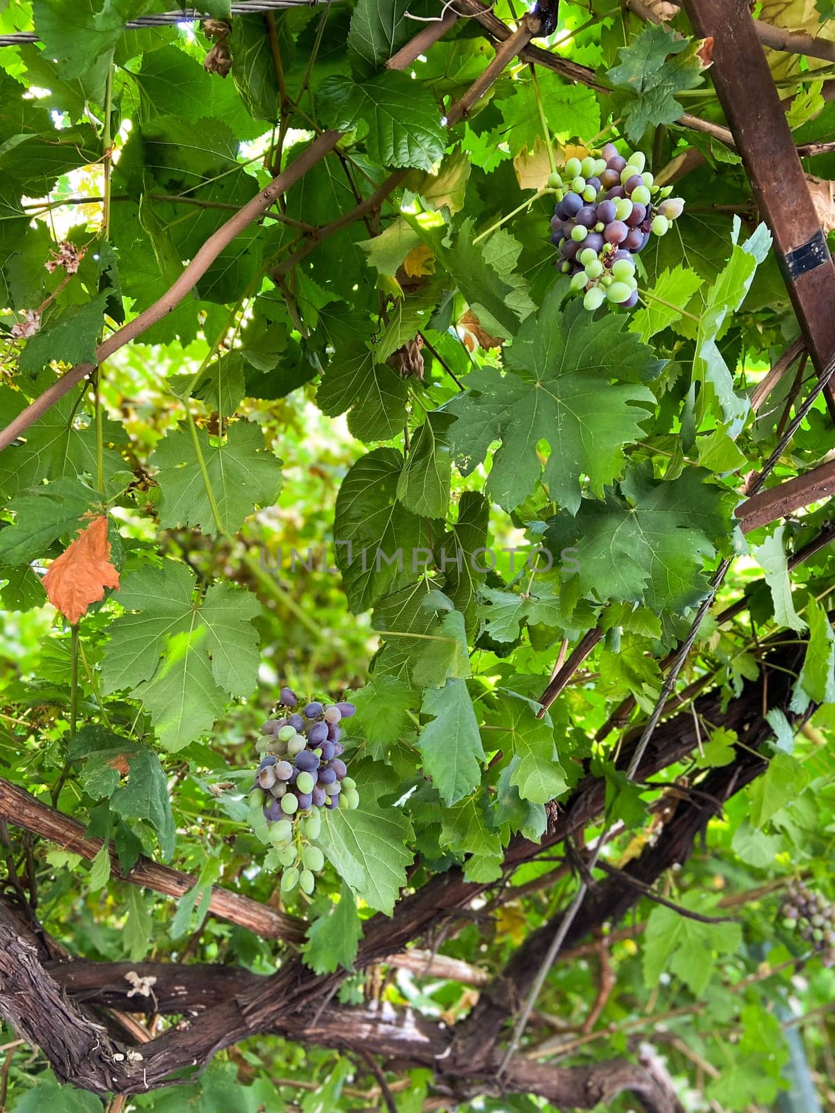 Bountiful grapevine with clusters of ripe and unripe grapes hanging amidst lush green leaves. Autumn harvest and the natural beauty of vineyard life.
