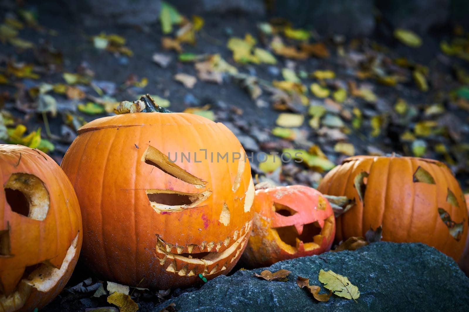 Pumpkins with faces as decoration for Halloween in a garden