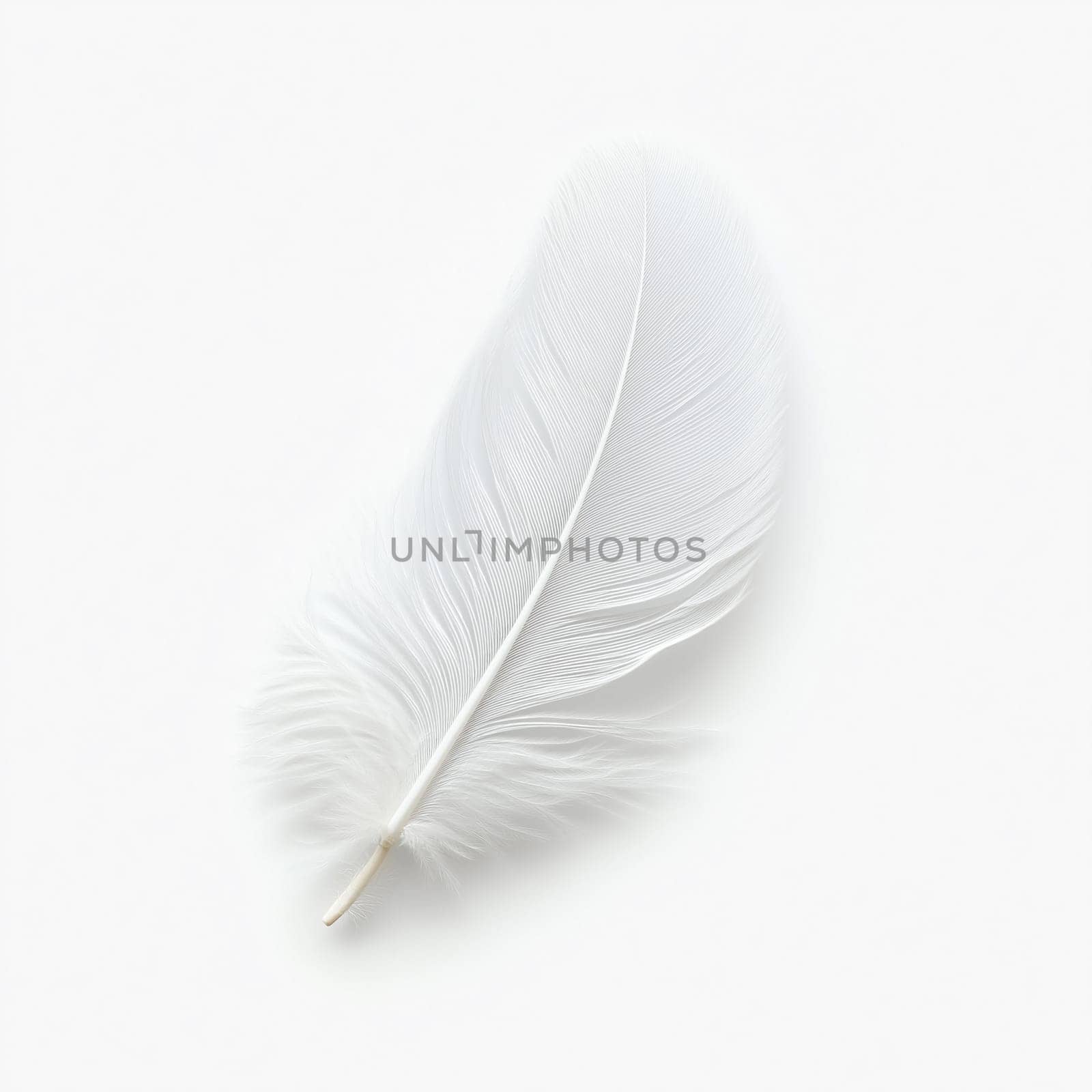 white bird feathers on a white background.