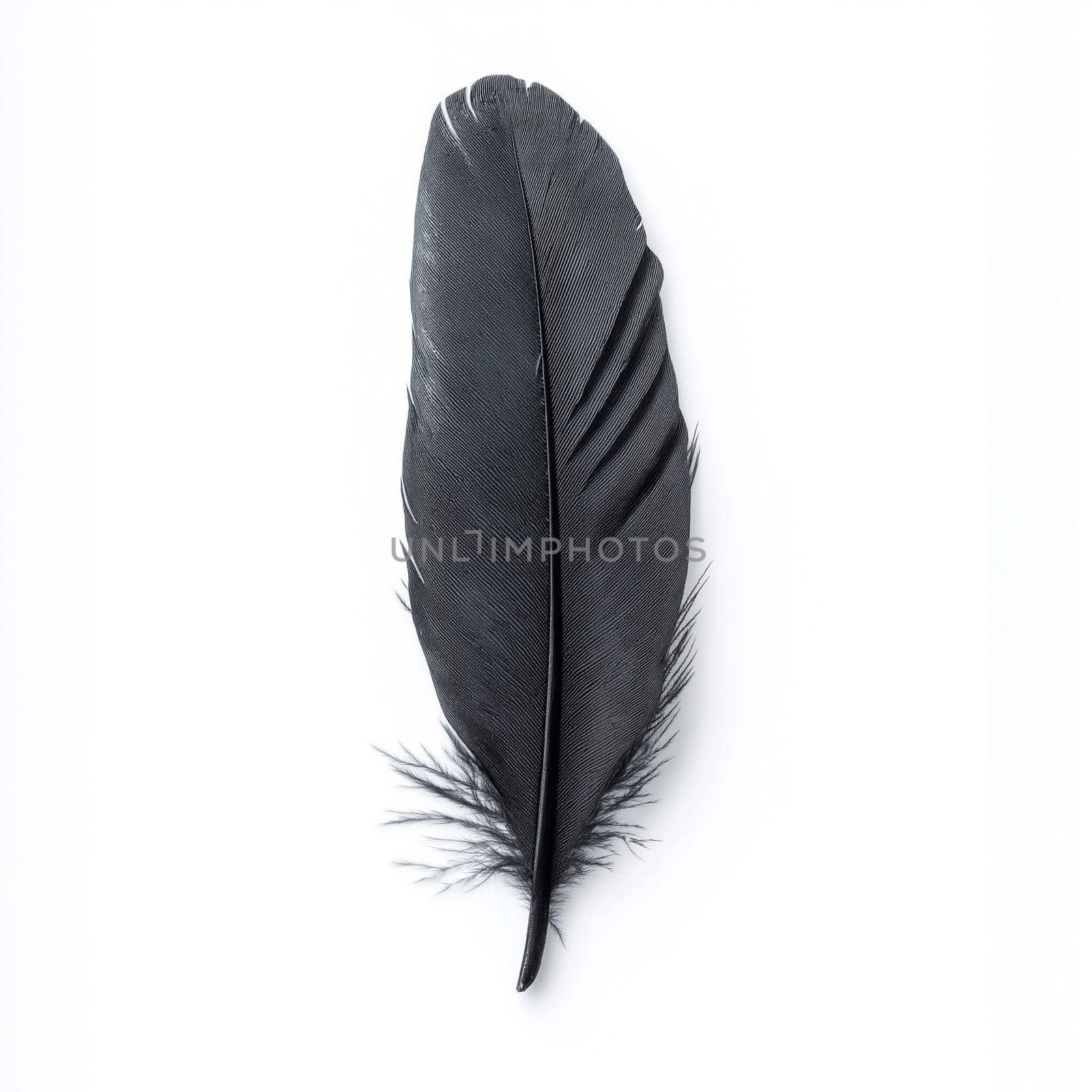 Black  bird feathers on a white background.