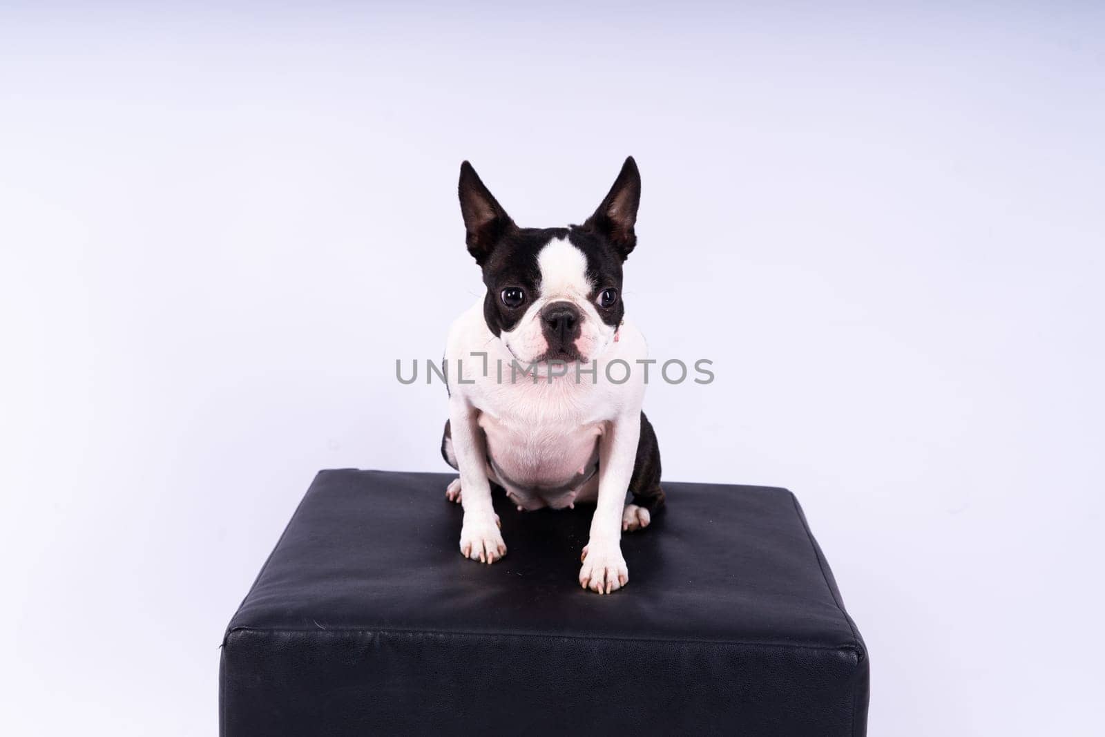 Portrait of dog on a white dark background. Attentive Boston Terrier