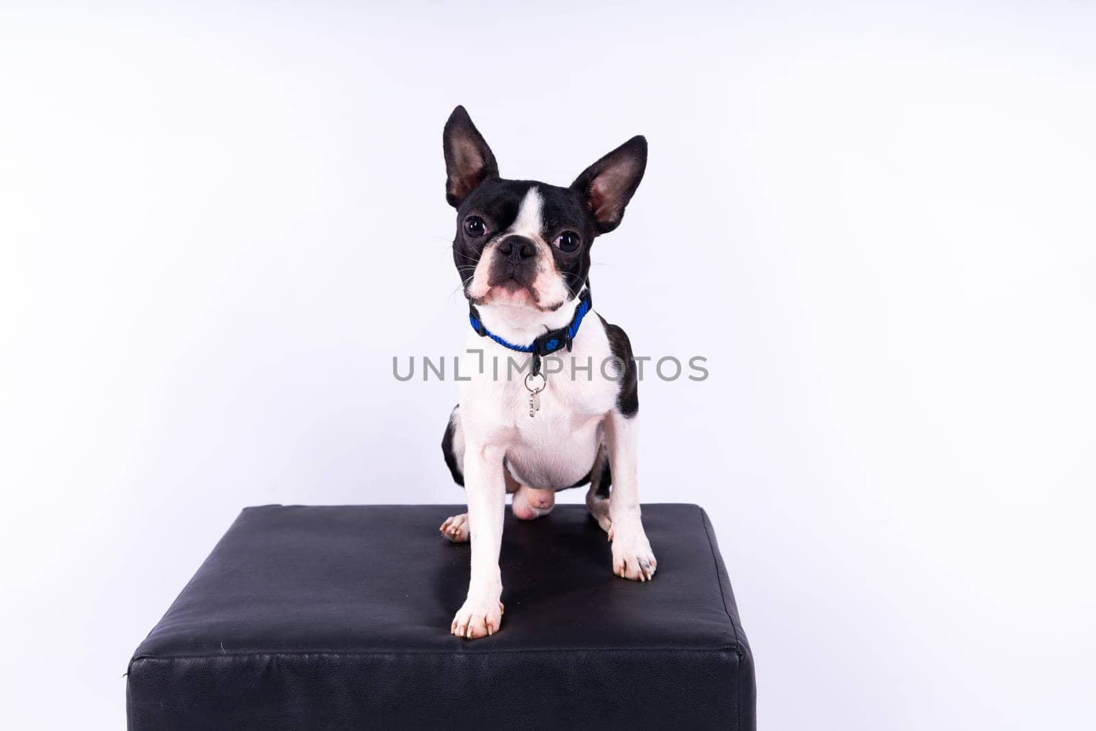 Portrait of dog on a white dark background. Attentive Boston Terrier