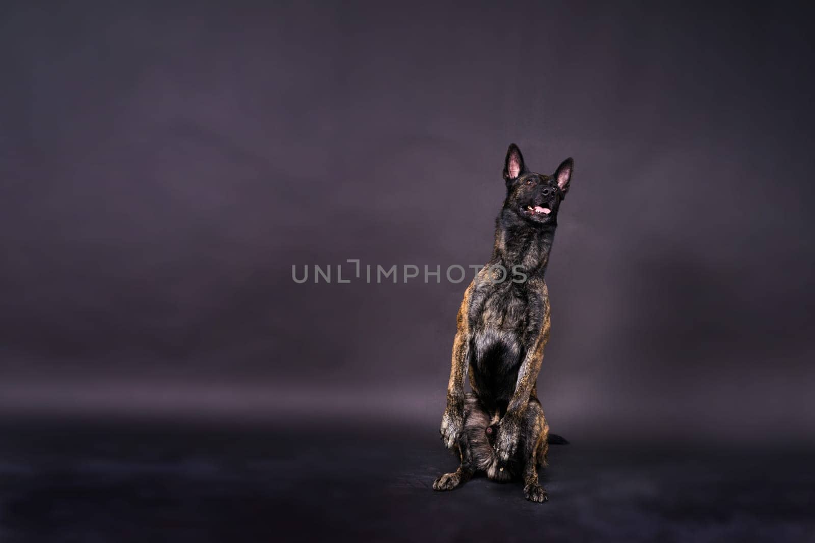 Dutch Shepherd dog sitting and looking away, isolated on a dark, yellow, red