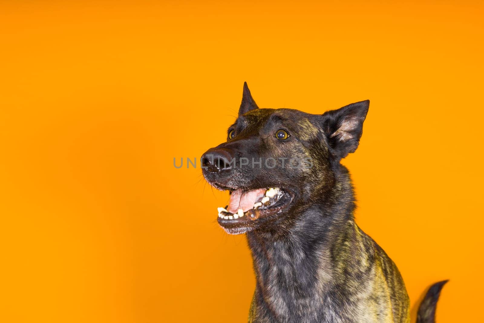Dutch Shepherd dog sitting and looking away, isolated on a dark, yellow, red
