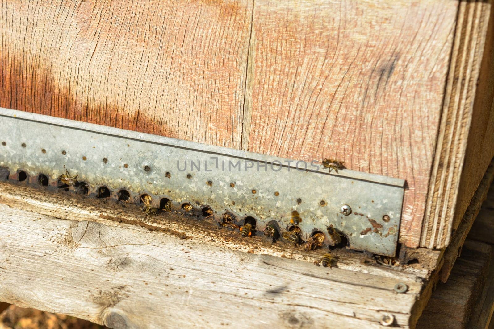 Detailed view of bees at the entrance of a wooden beehive, bee hive in the countryside, beekeeping, nature concept in mallorca, spain balearic islands