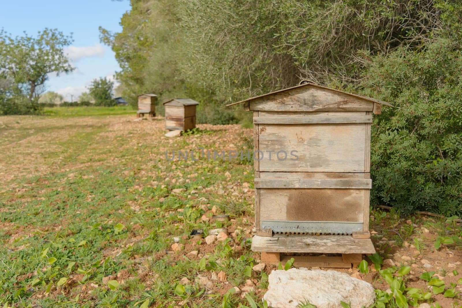 Multiple beehives aligned in an open field bordered by trees, bee hive in the countryside, beekeeping, nature concept in mallorca, spain balearic islands
