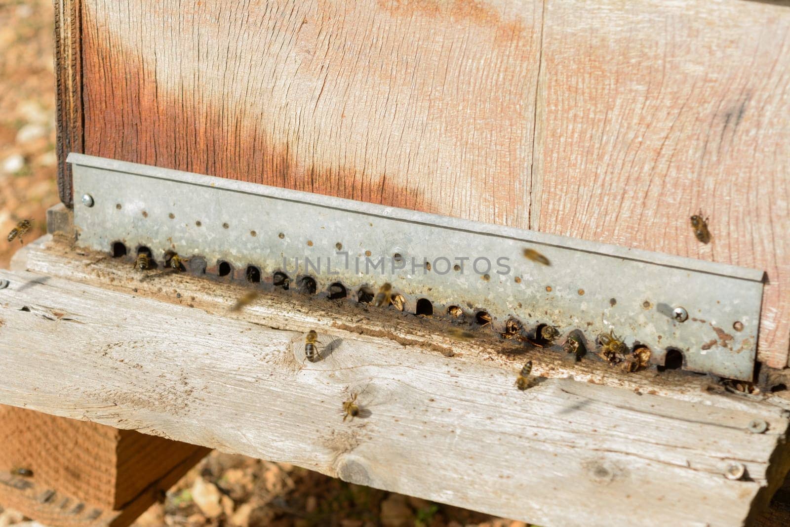 Close-up of bees entering a beehive, focusing on the wooden entrance, bee hive in the countryside, beekeeping, nature concept in mallorca, spain balearic islands