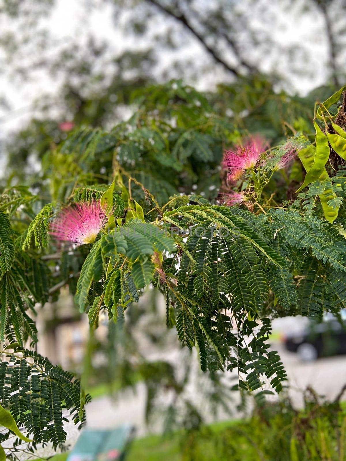 Delicate pink blossoms emerge gracefully from lush green branches, creating a vivid contrast against soft background