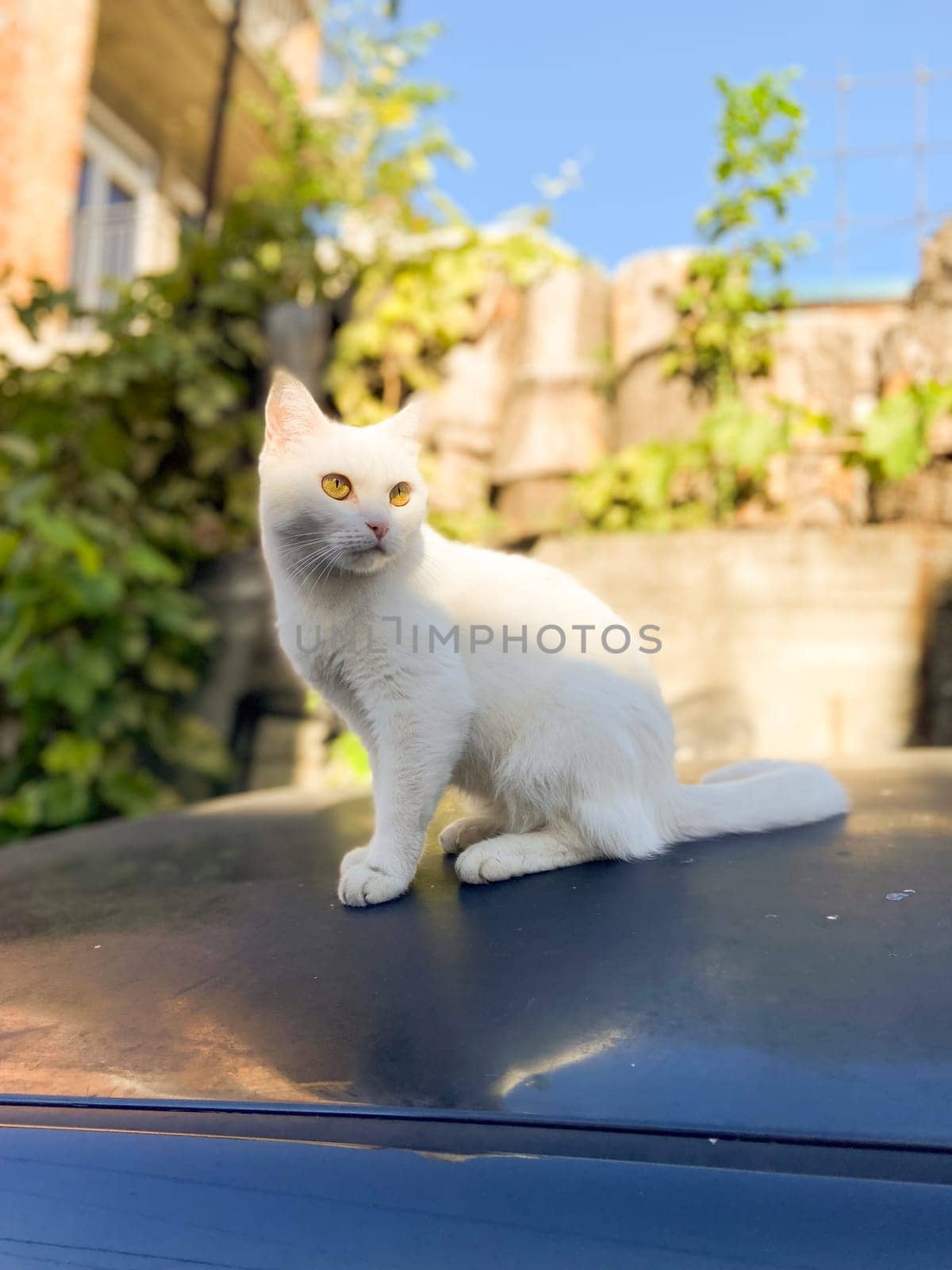 White cat sits gracefully on a car roof, basking in warm sunlight. Background features lush greenery, adding a natural touch to the scene.