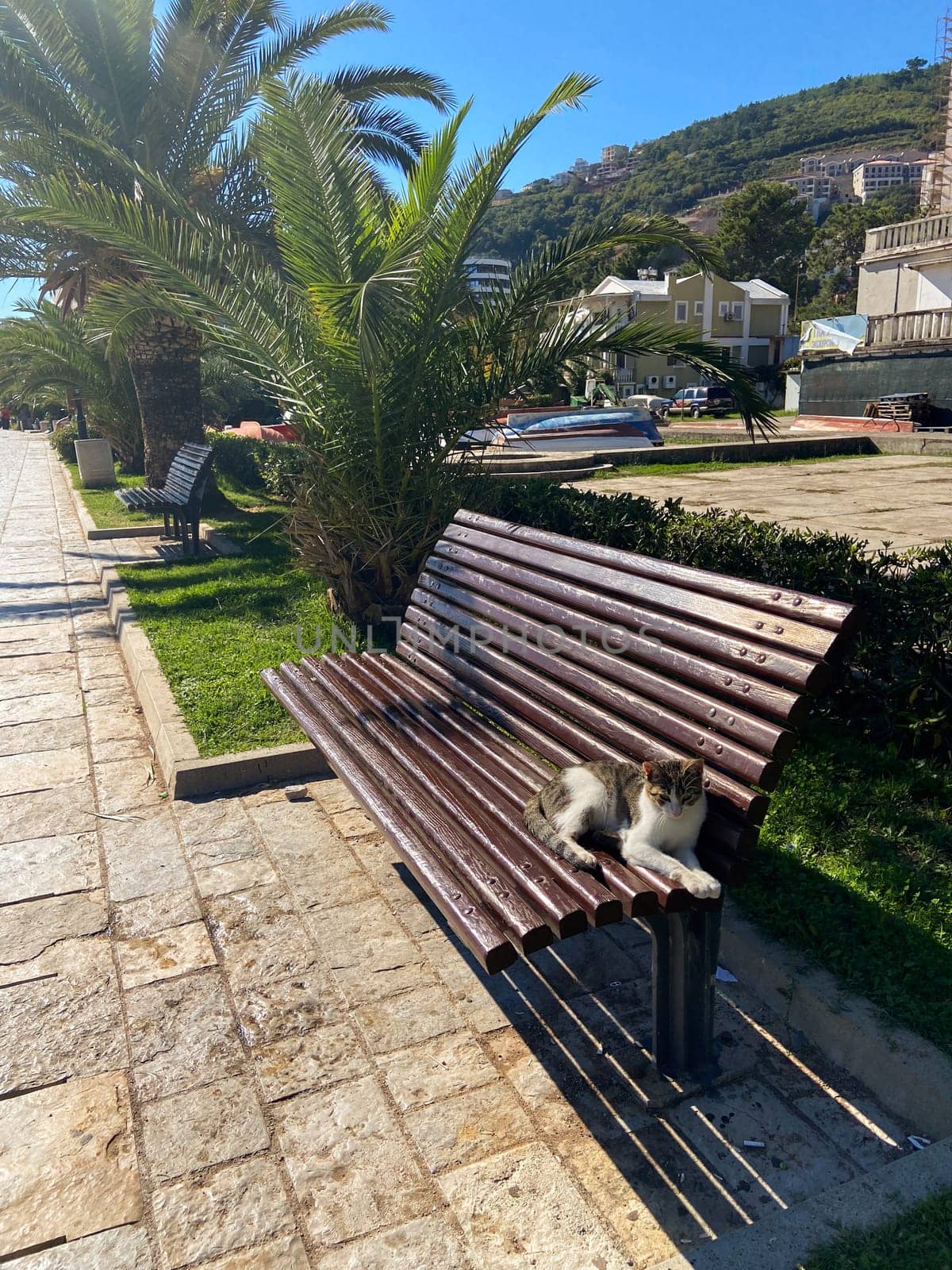 Street cat enjoys a sunlit nap on a wooden bench in a peaceful urban park, with lush greenery and buildings in background