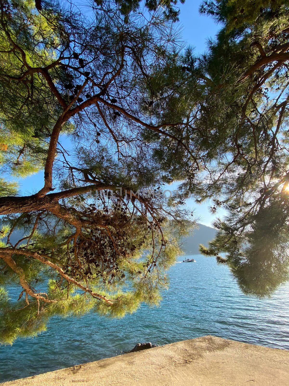 Peaceful moment captured from perspective of someone lounging under a lush, green tree overlooking a clear, blue sea. Nature and relaxation, inviting one to pause and enjoy the tranquility.