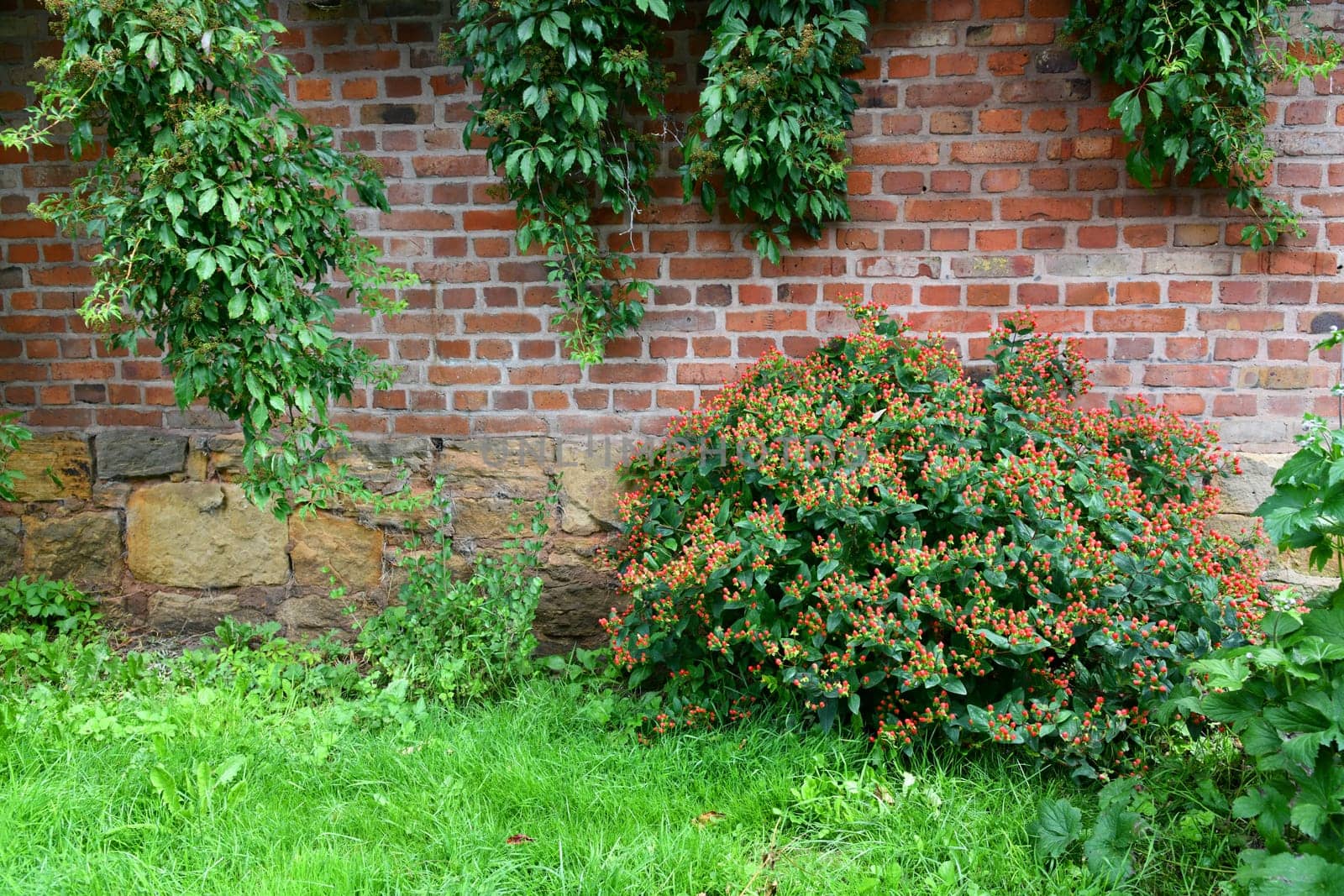 scentless St. John´s wort in front of a brick wall